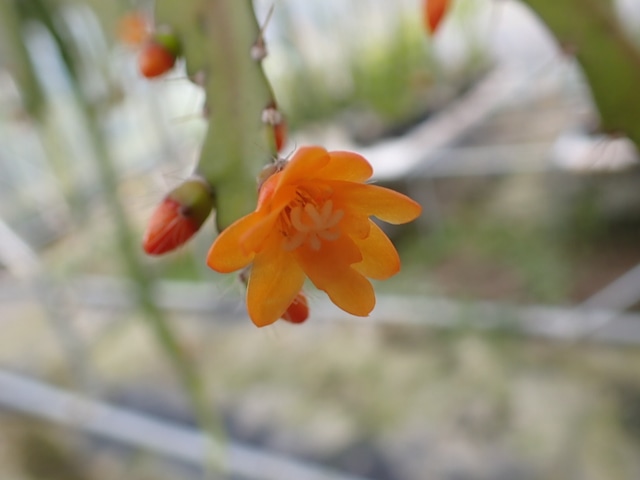Pfeiffera monacantha　４号　吊り鉢