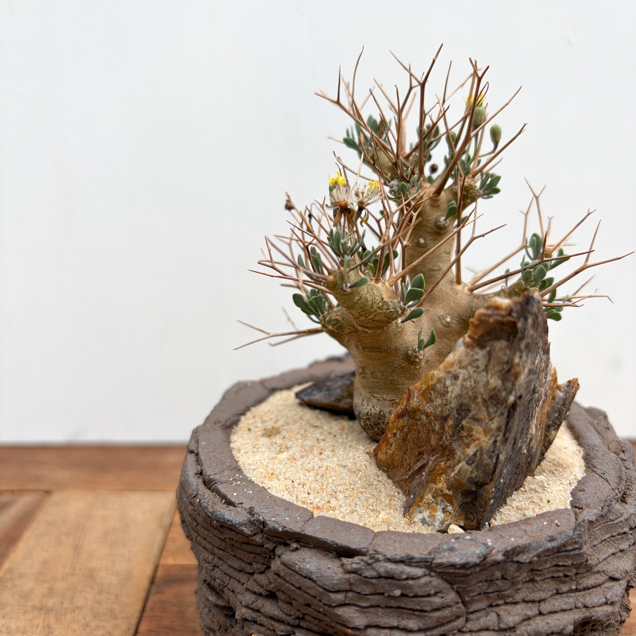 Othonna euphorbioides【オトンナ・ユーフォルビオイデス　with POT】