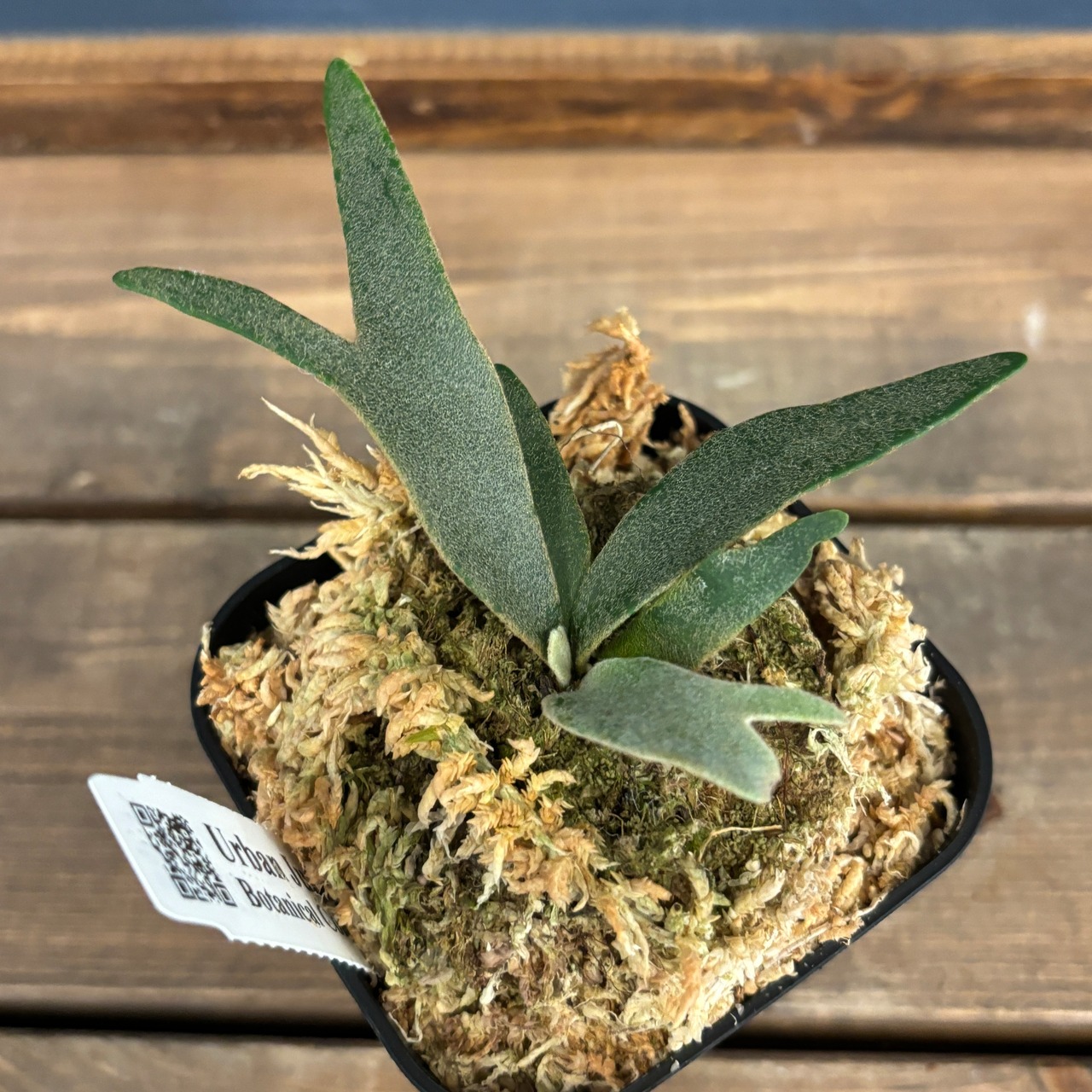 ビカクシダ ジェニー P. willinckii 'Jenny' TC【53】