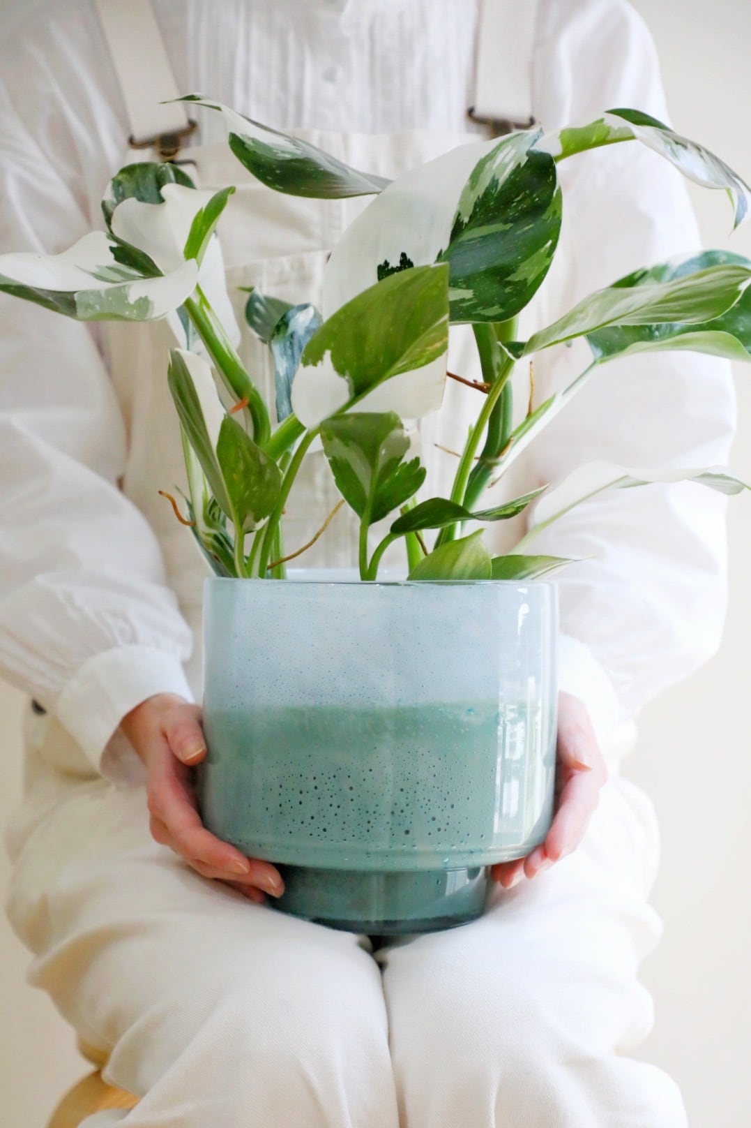 S】フィロデンドロン ホワイトウィザード/Philodendron | 【厳選植物