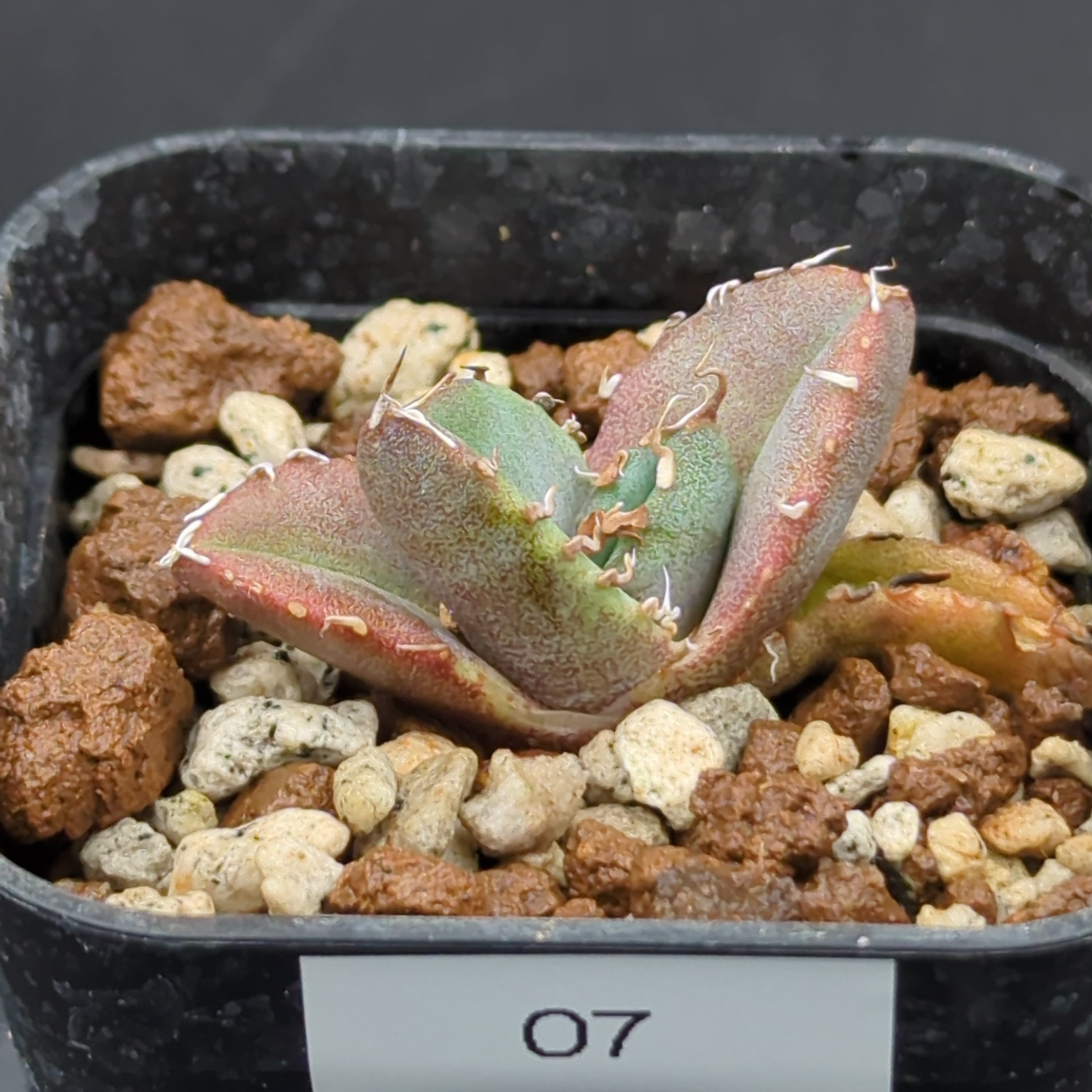 アガベ チタノタ 魔丸陽炎 子株（Agave titanota 'MAMARU KAGERO' pup