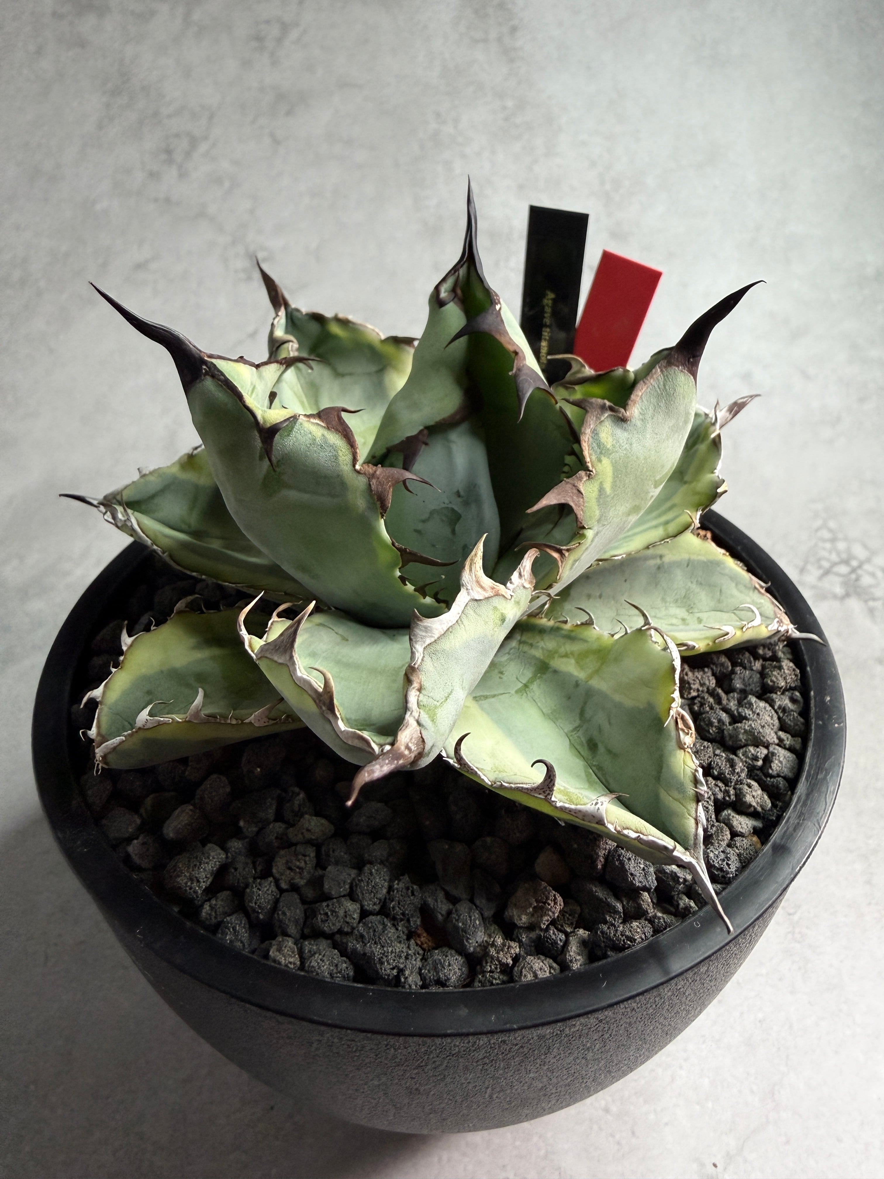 AZ.PLANTS