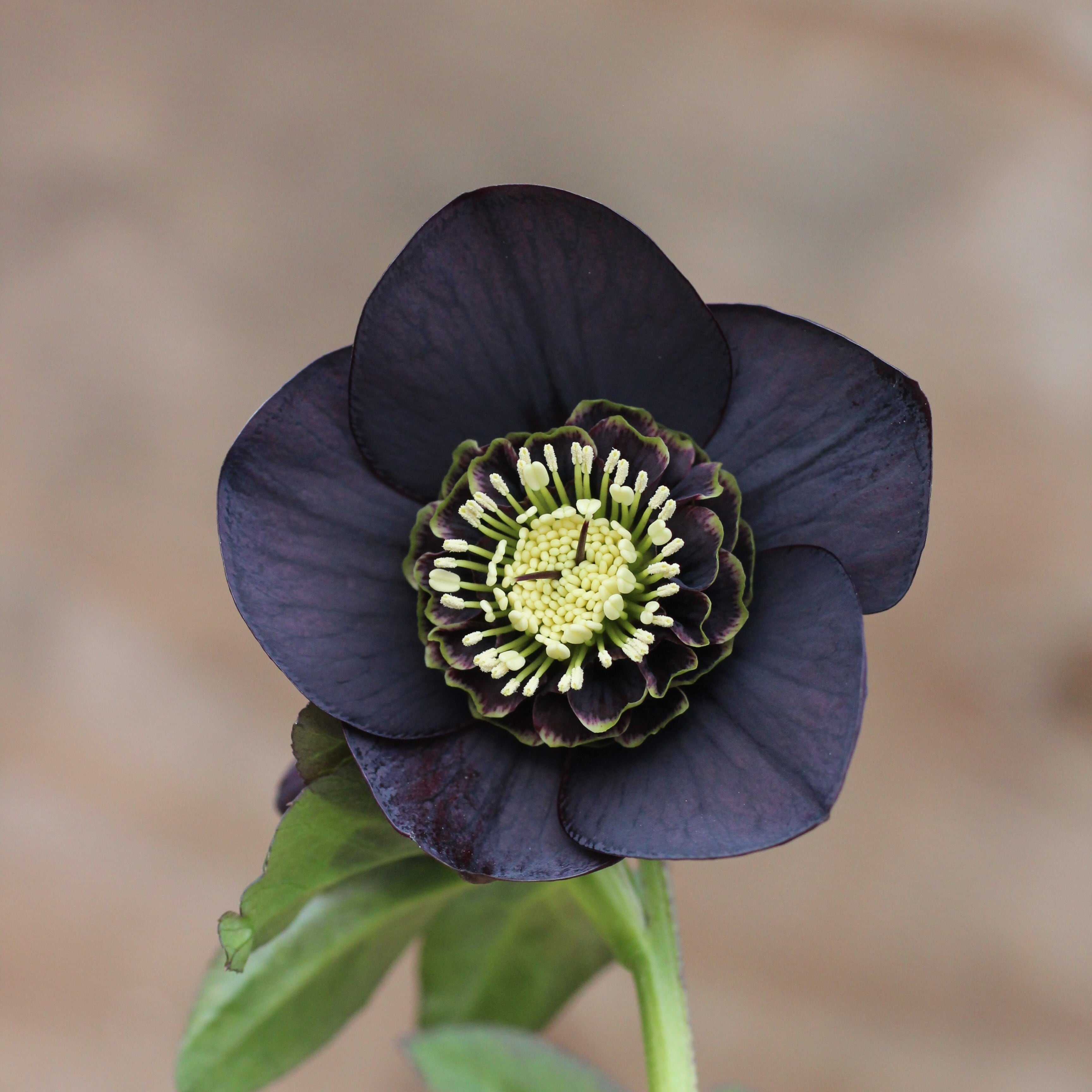 WS26-056 クリスマスローズ ウィンターシンフォニー ブラック