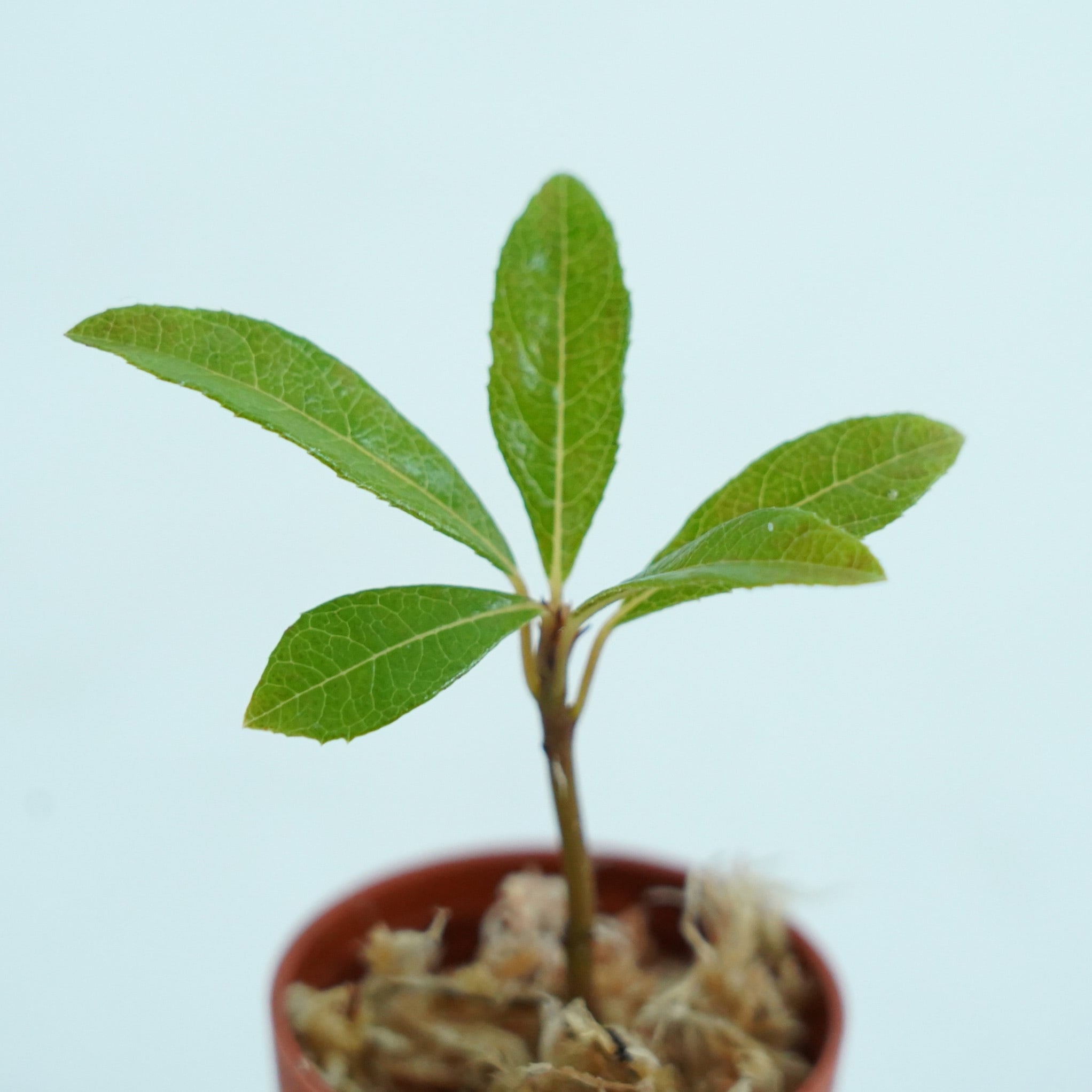 屋久島ヤブコウジArdisia japonica var. yakusimensis ｜苔テラリウム