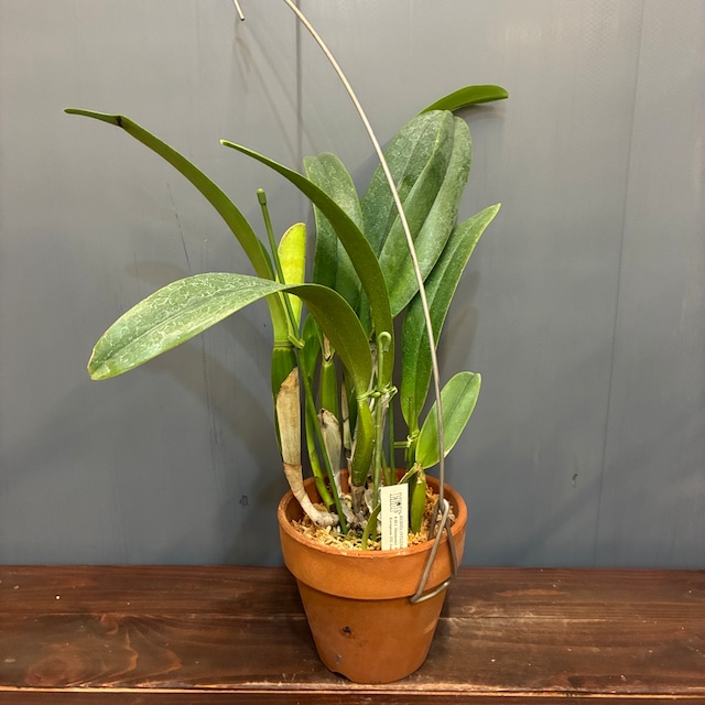 洋ラン　カトレア　C.trianae('Select-AK'x'Jean Groben Fonce')【789】