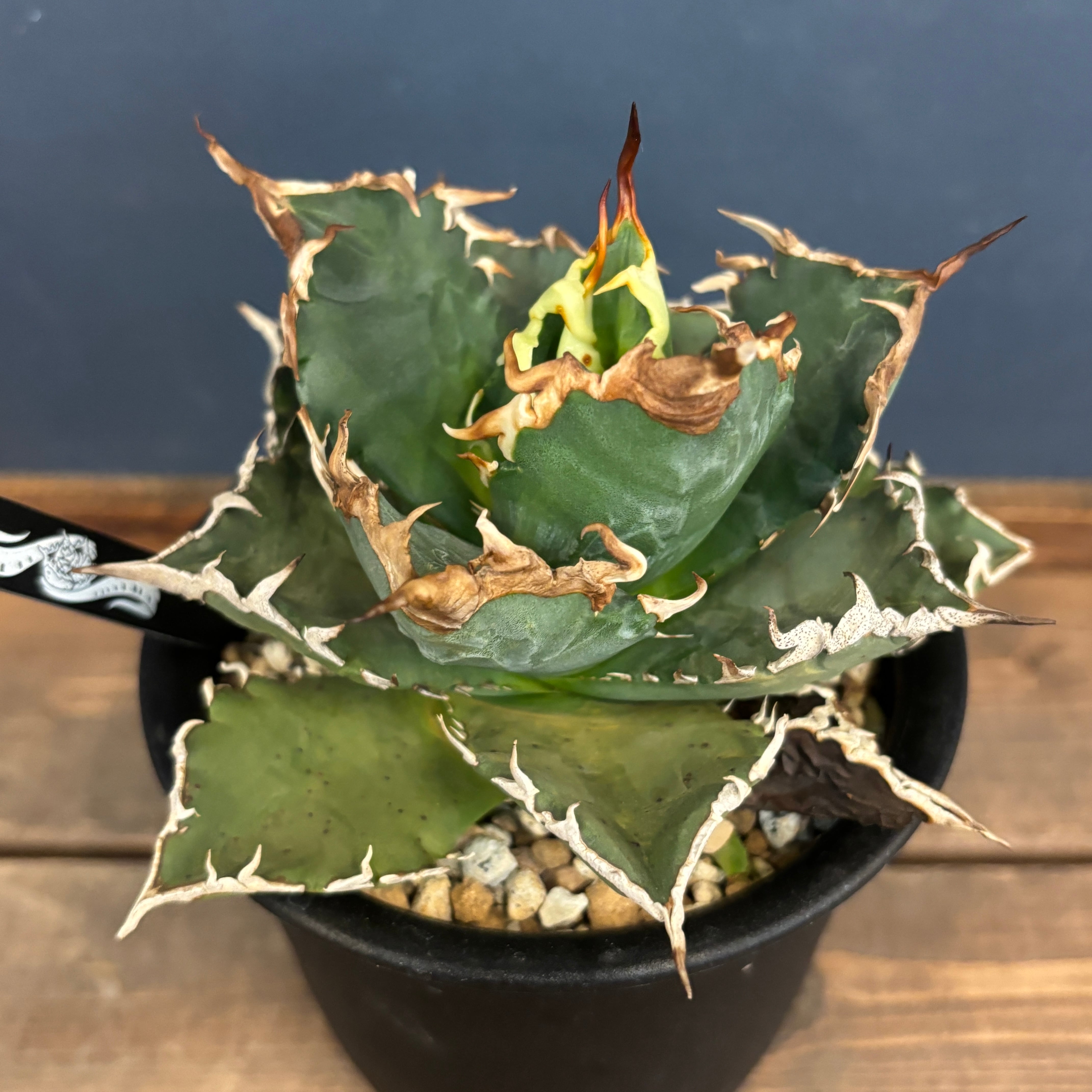 委）アガベ チタノタ 狂刺夕映【102】 | PROTOLEAF プロトリーフ