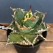 委）アガベ　チタノタ　狂刺夕映【102】