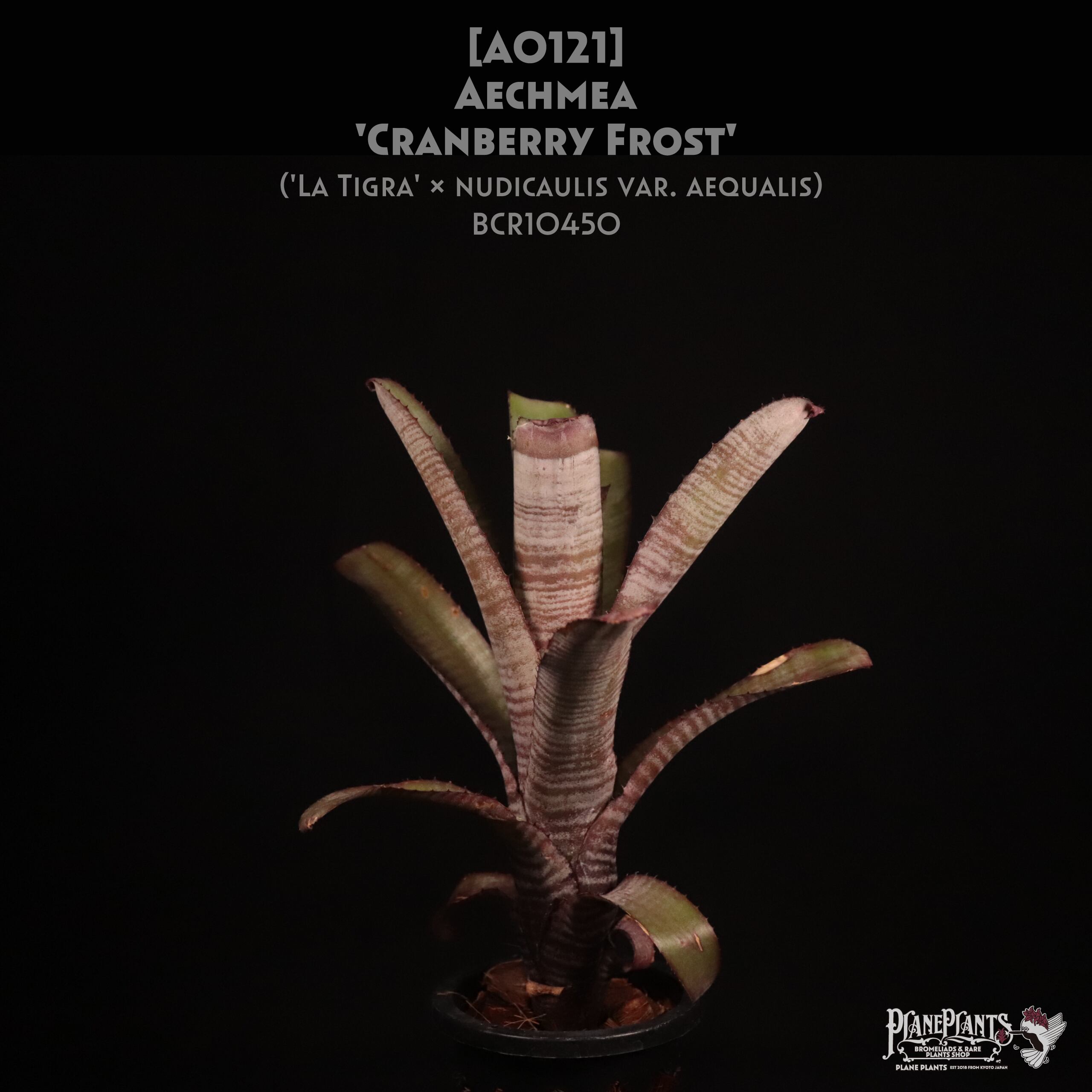 Aechmea nudicaulis Hybrid〔エクメア〕現品発送A178 送料無料】Aechmea nudicaulis 'Cranberry Frost'〔エクメア〕現品発送