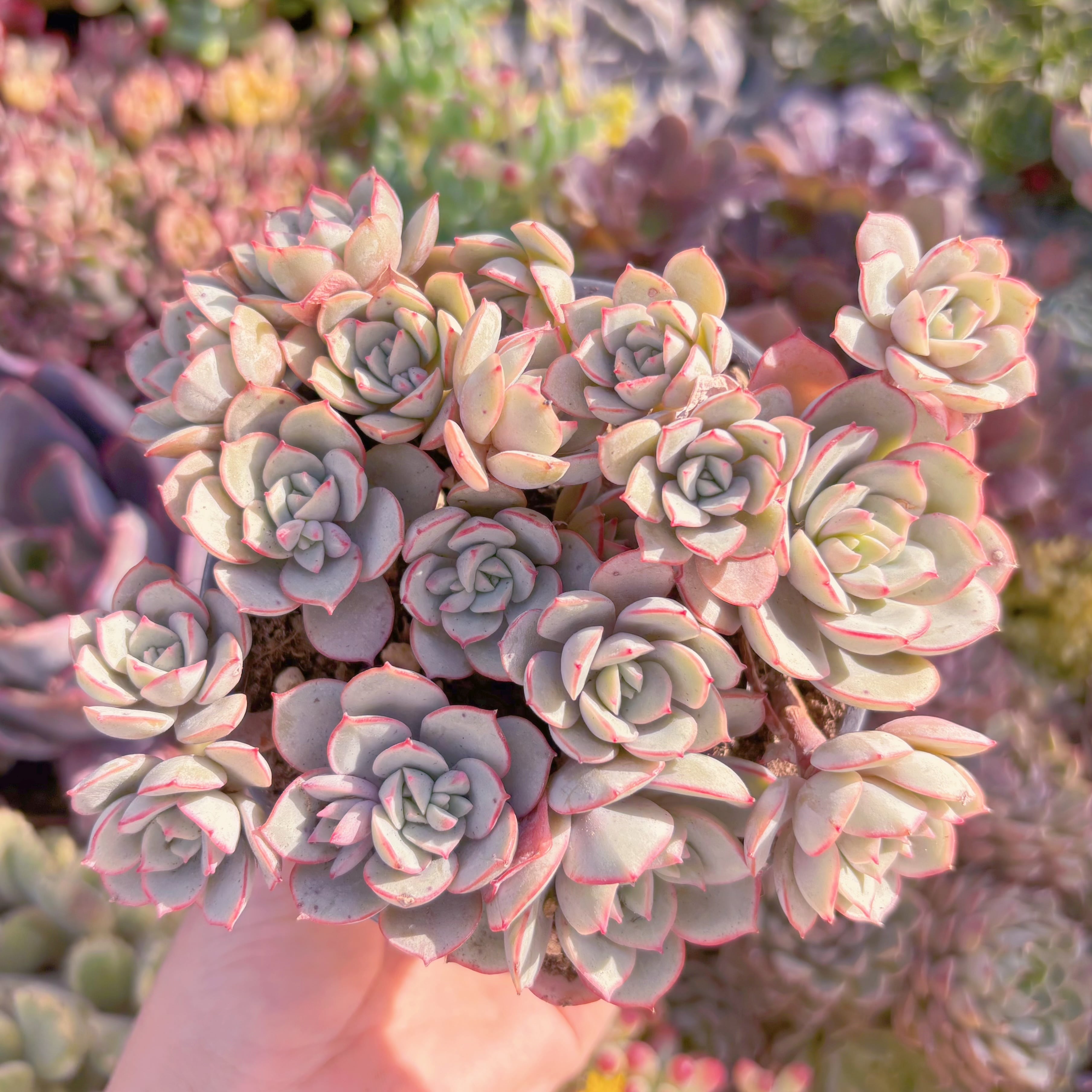 現品　ラウ026#096　新入荷　るる農園