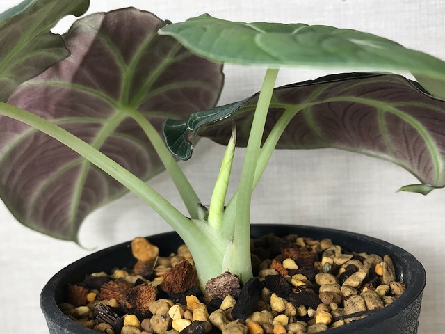 アロカシア ブラックベルベット