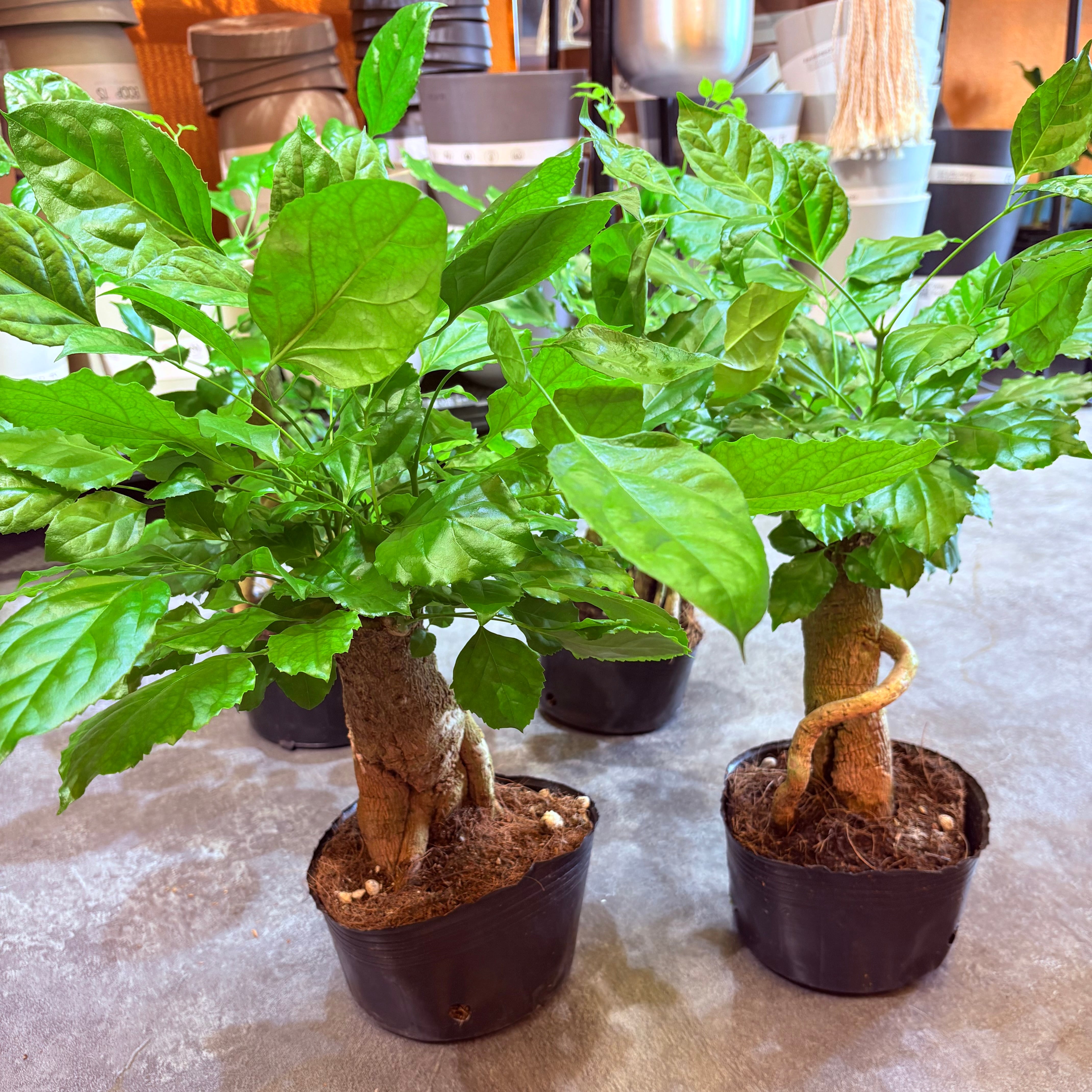 OH　ウスネ太葉・中葉・極細葉 ヘテロパナックス 5.5号 | Green Vibes 宇都宮市の観葉植物専門店