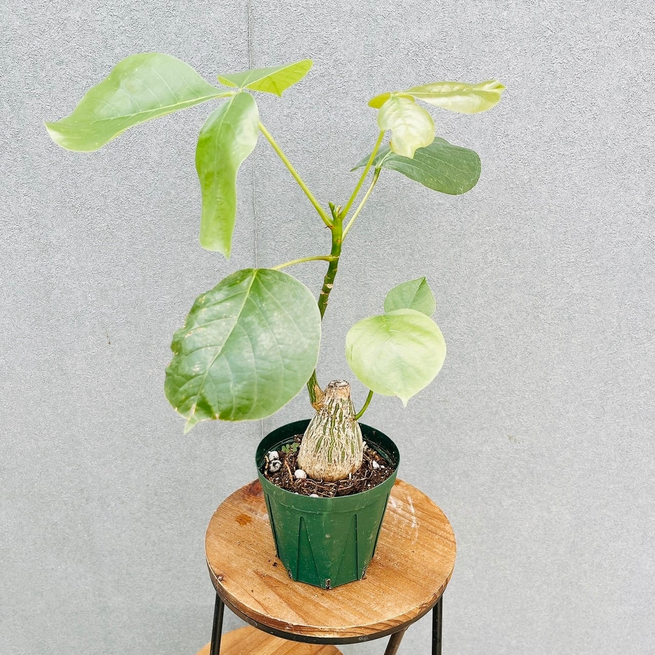 現品］13番 エバーフレッシュ 曲がり 7号 観葉植物 室内 大型 人気