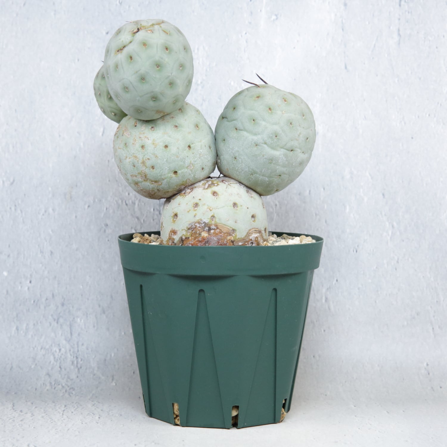 大球 5球 棘無し テフロカクタス ゲオメトリクス | LIGHTHOUSE.PLANTS