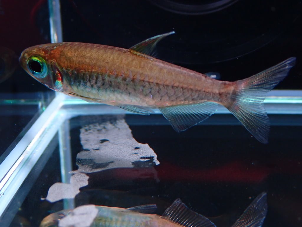 フェナコグラムス sp