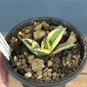 アガベ チタノタ スナグルトゥース【981】