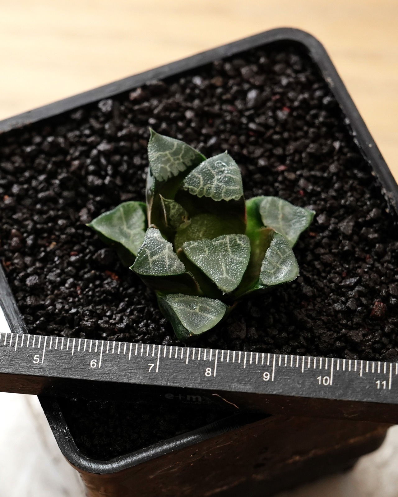 抜き苗 ハオルチア ベイエリー 長期養生苗 Haworthia bayeri