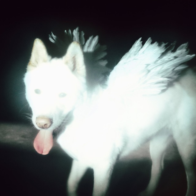 【予約商品 / 10.02 Release】Fat Dog / Cancel Me (I'm Tired) （CD）