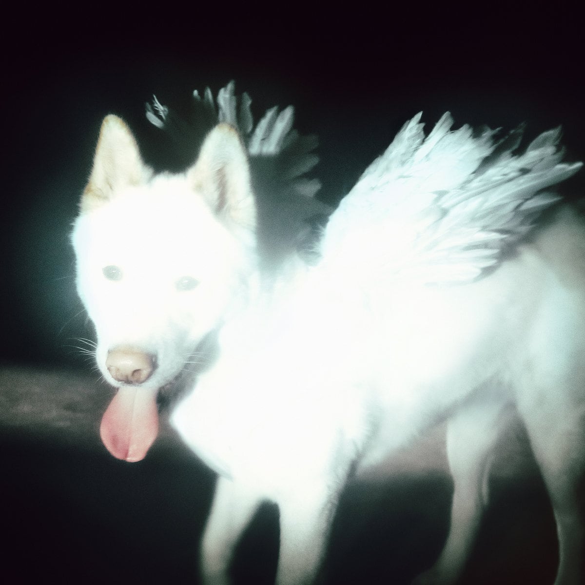 【予約商品 / 10.02 Release】Fat Dog / Cancel Me (I'm Tired) (CD)