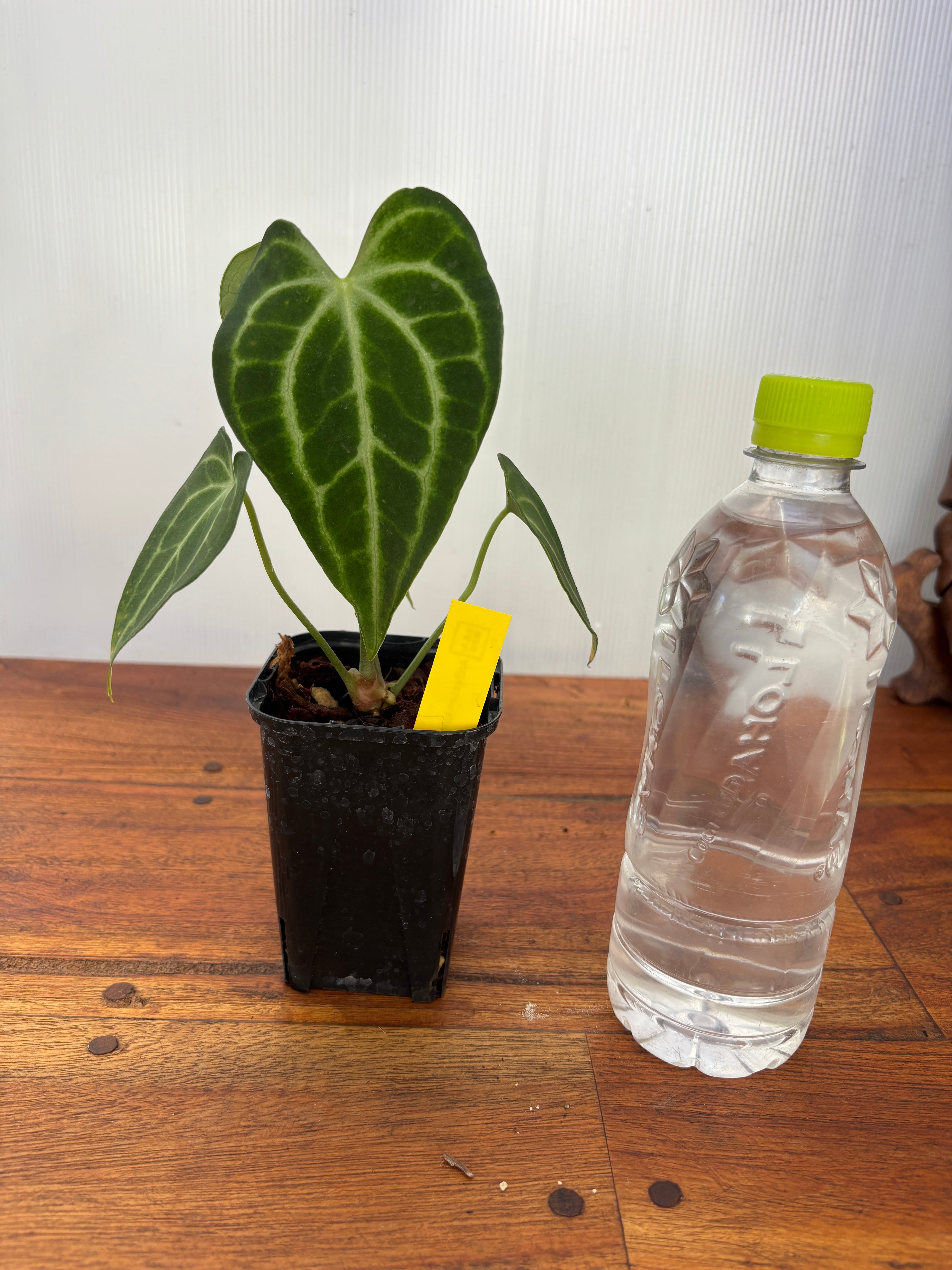 Anthurium | BA PLants