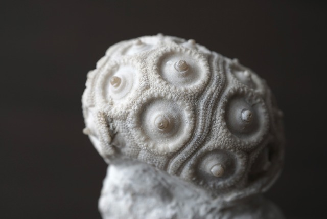 フランス産ウニ化石 Stereocidaris 1422