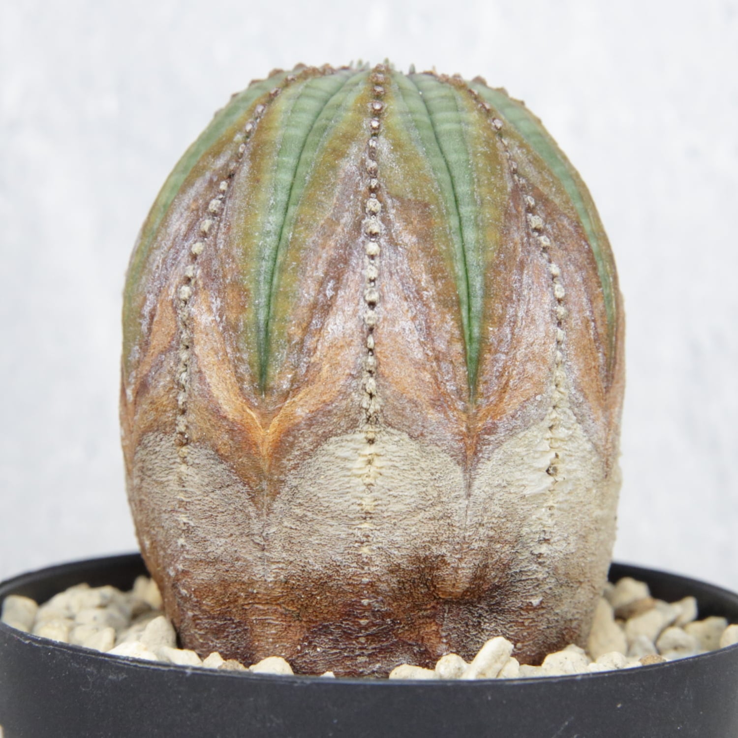 美模様オベサ ユーフォルビア【発根株】木質化 木質化 美模様 オベサ / ユーフォルビア | LIGHTHOUSE.PLANTS