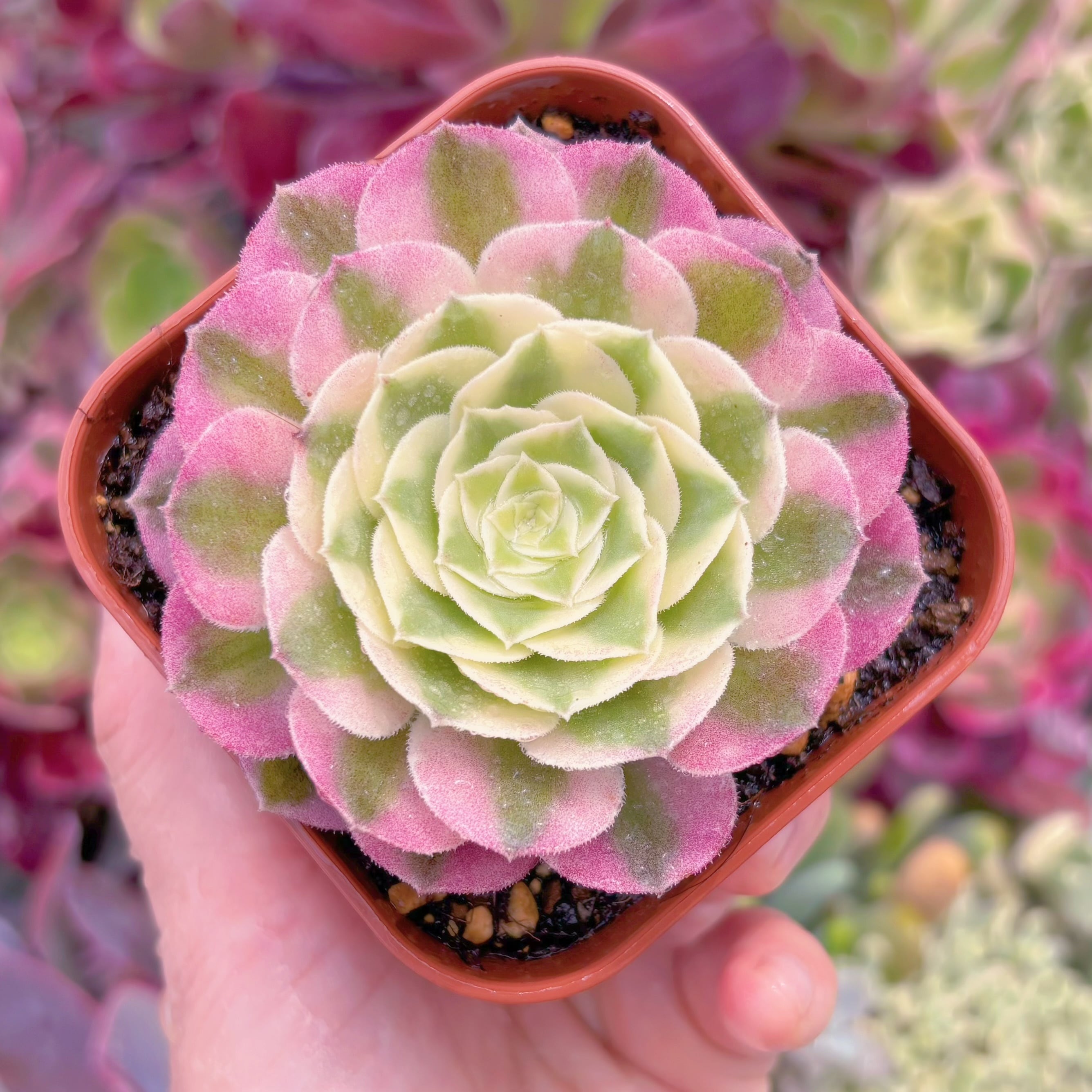 現品　美人鏡錦#850　るる農園