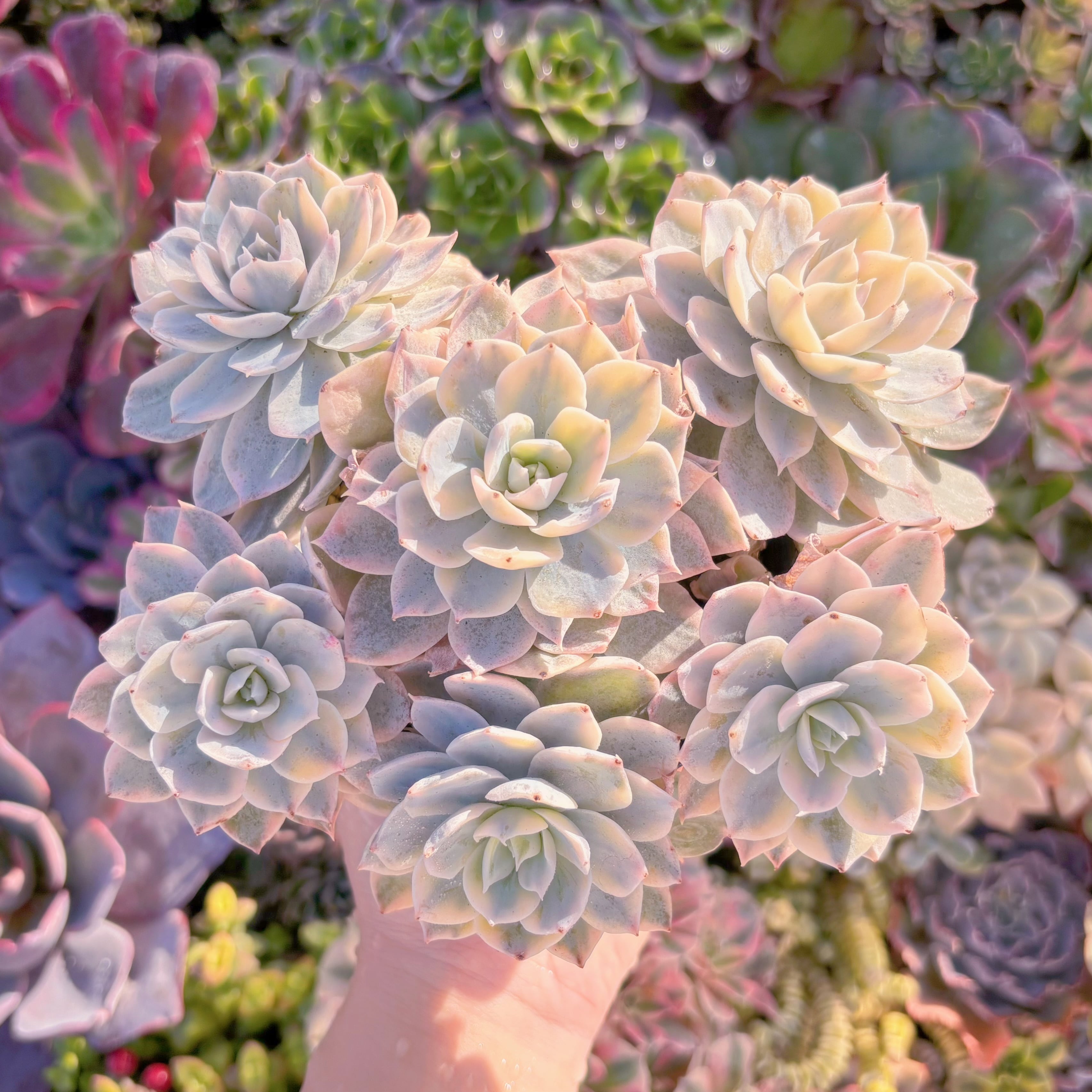 現品　サブセリス錦#M294　大群生　美苗　るる農園