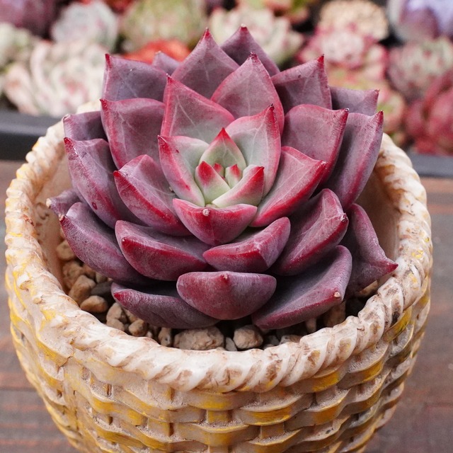 ※再入荷※【ラファエル 】エケベリア　韓国多肉　人気品種