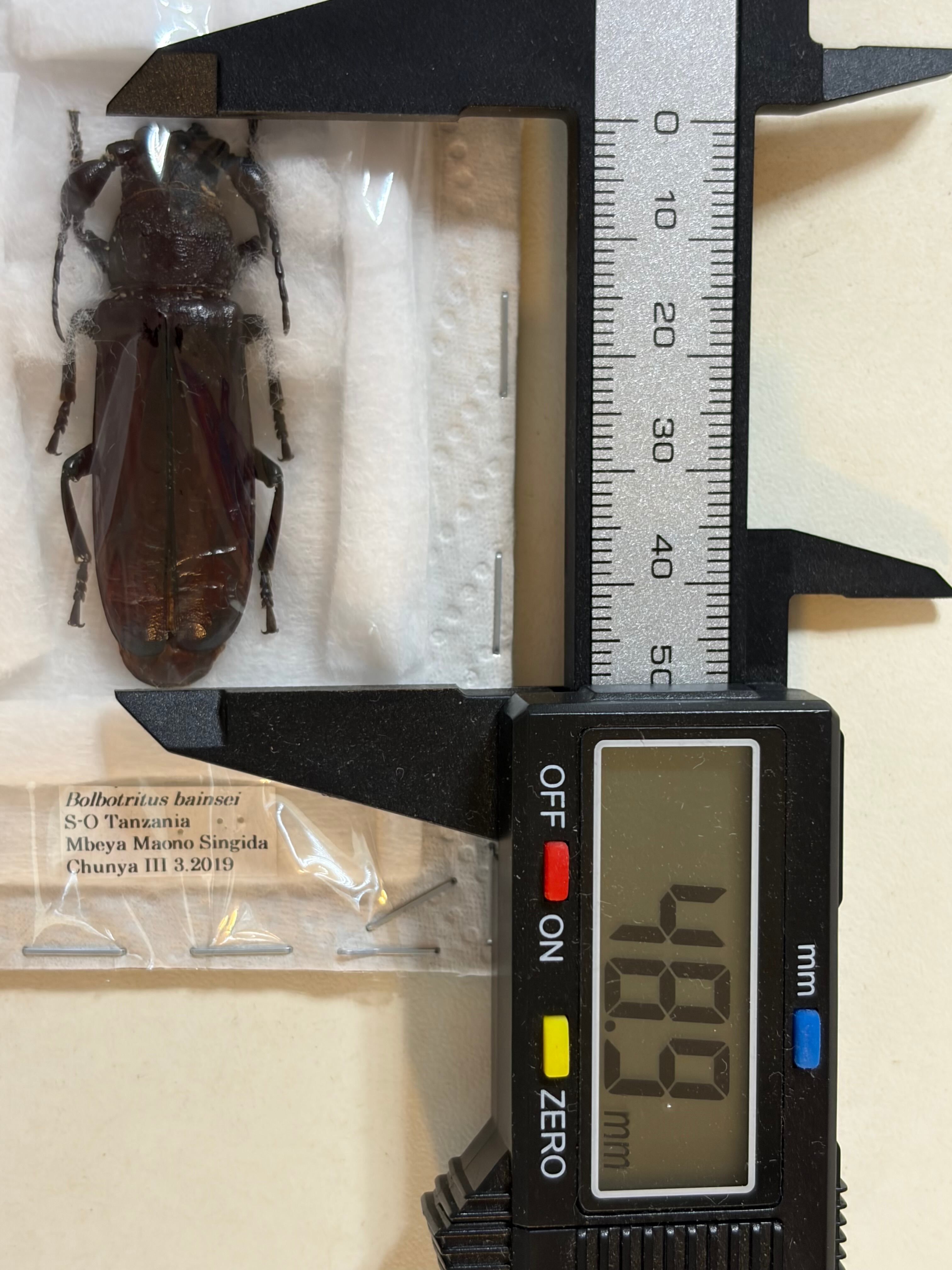 【一属一種】Bolbotritus bainesiウスバカミキリ 昆虫標本 一属一種】Bolbotritus bainesiウスバカミキリ ミヤマカミキリ 昆虫