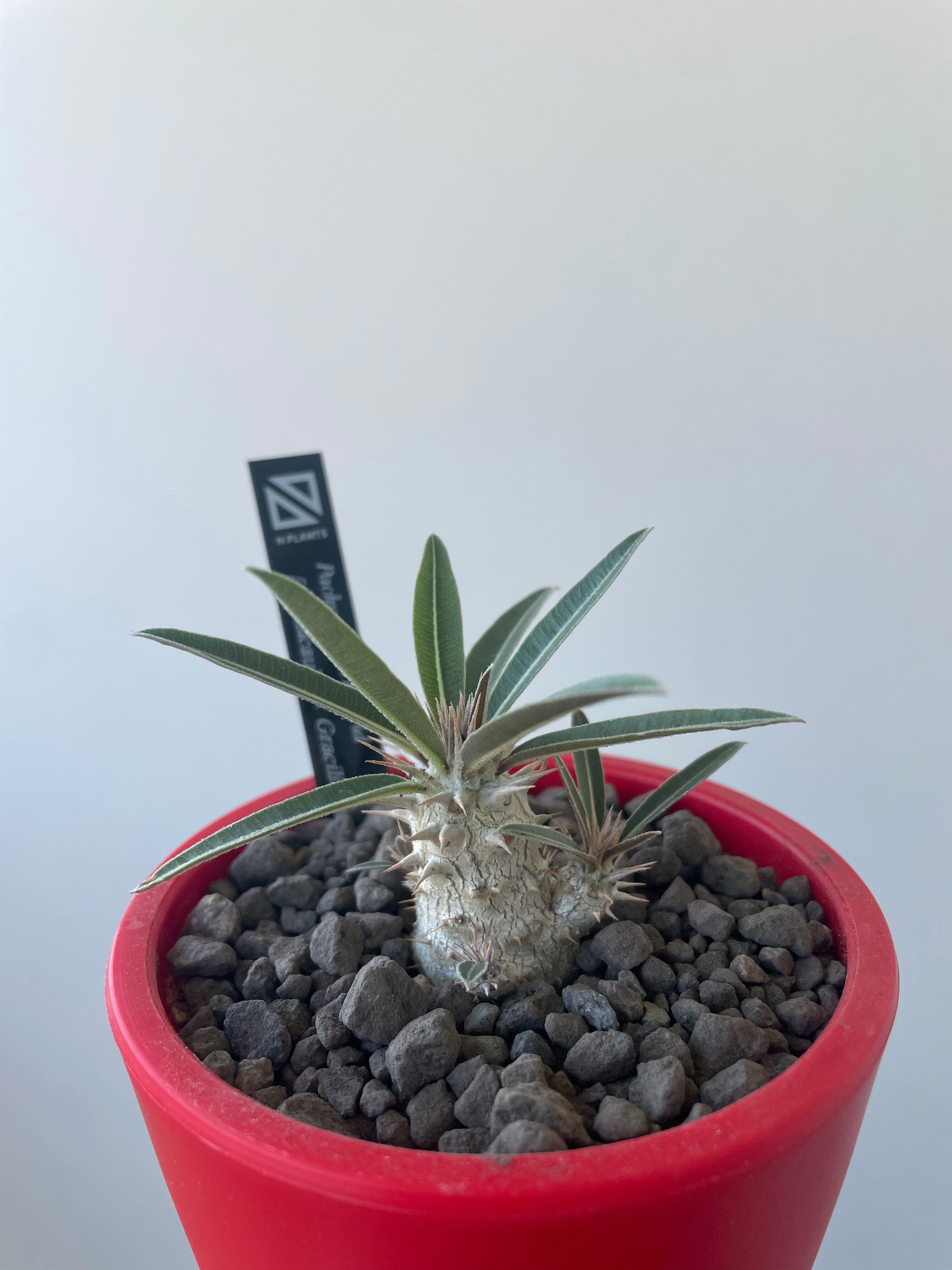 【新着】Pachypodium Densicaule × Gracilius【ボクタノ鉢・】恵比寿大黒 パキポディウム デンシカウレ グラキリス