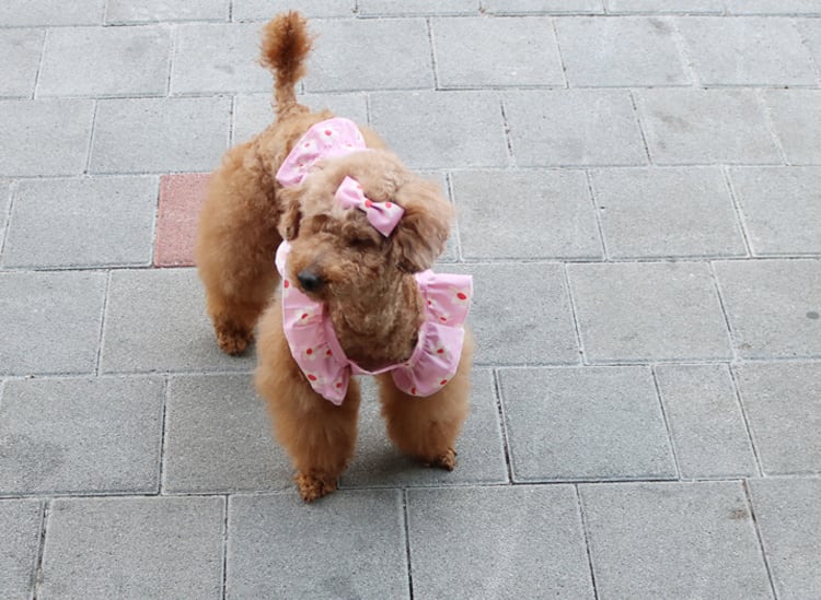 【SALE】 daisy big frill top S ~ XL 2color  /  犬服 新作 夏 フリル ブラウス 小型犬 中型犬 可愛い 犬の服 ドッグウェア 袖なし ヘアピン top136