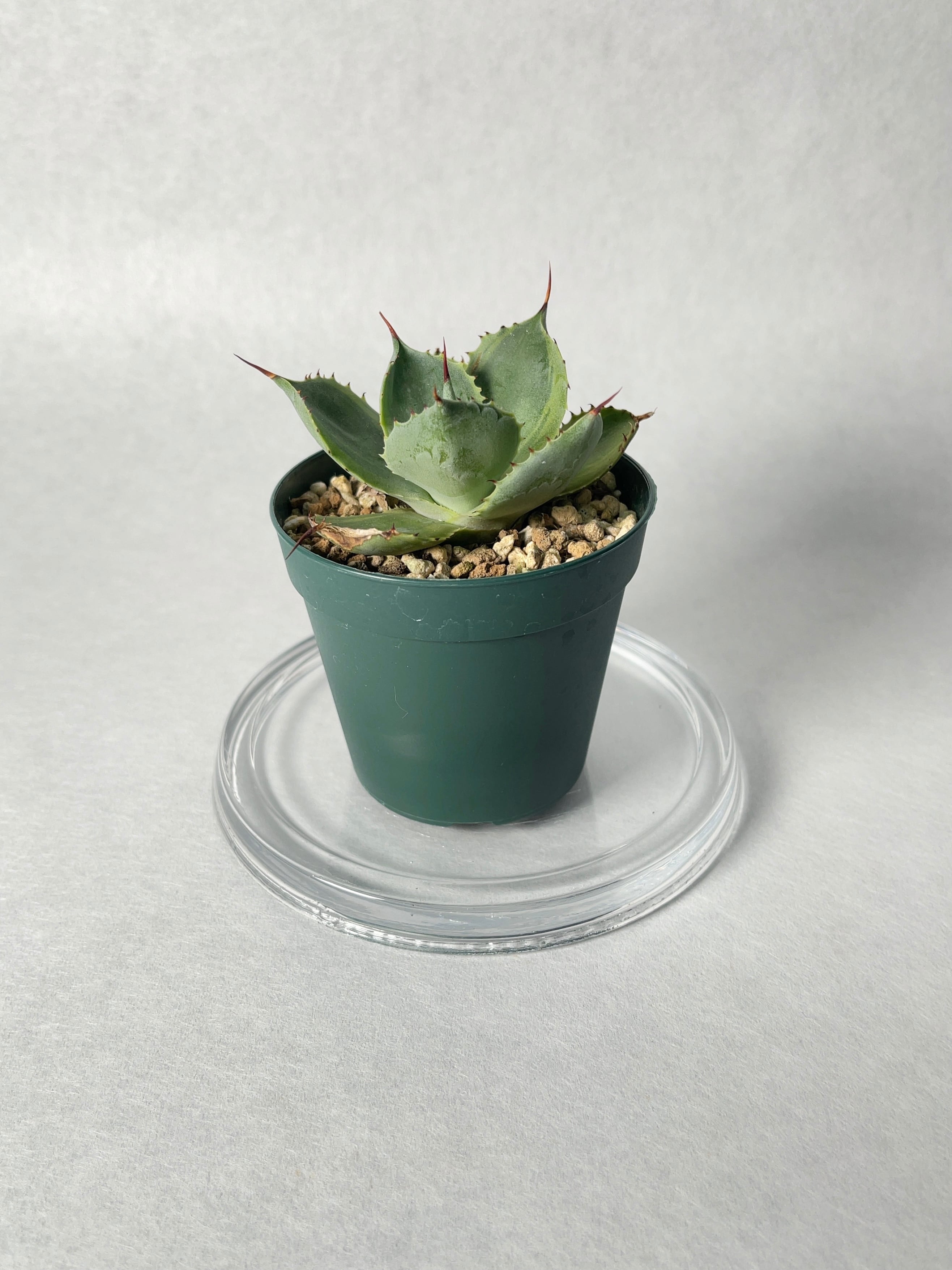 アガベ・ポタトラム・トレードウィンズ | trigger