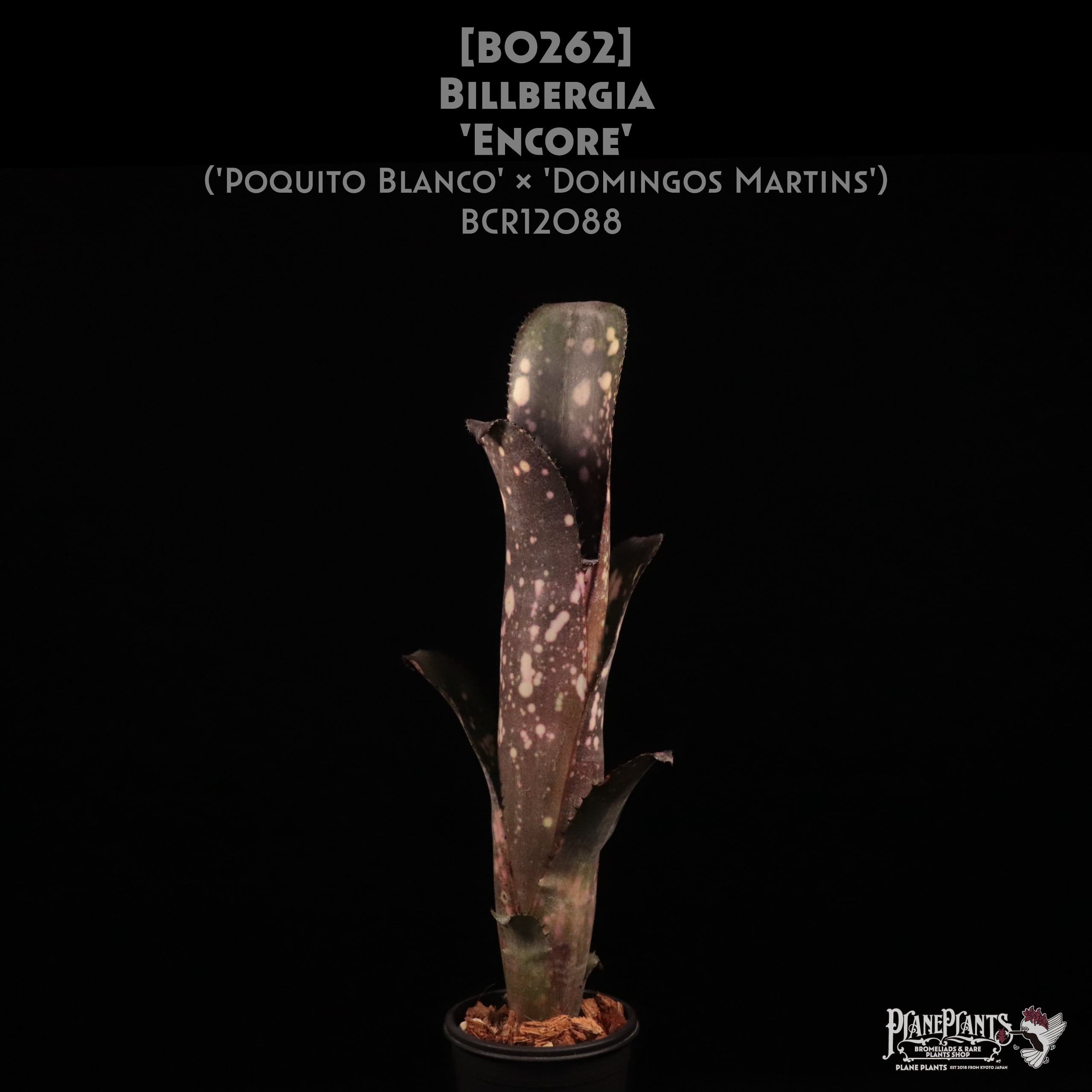 送料無料】Billbergia 'Encore'〔ビルベルギア〕現品発送B0262 | plane