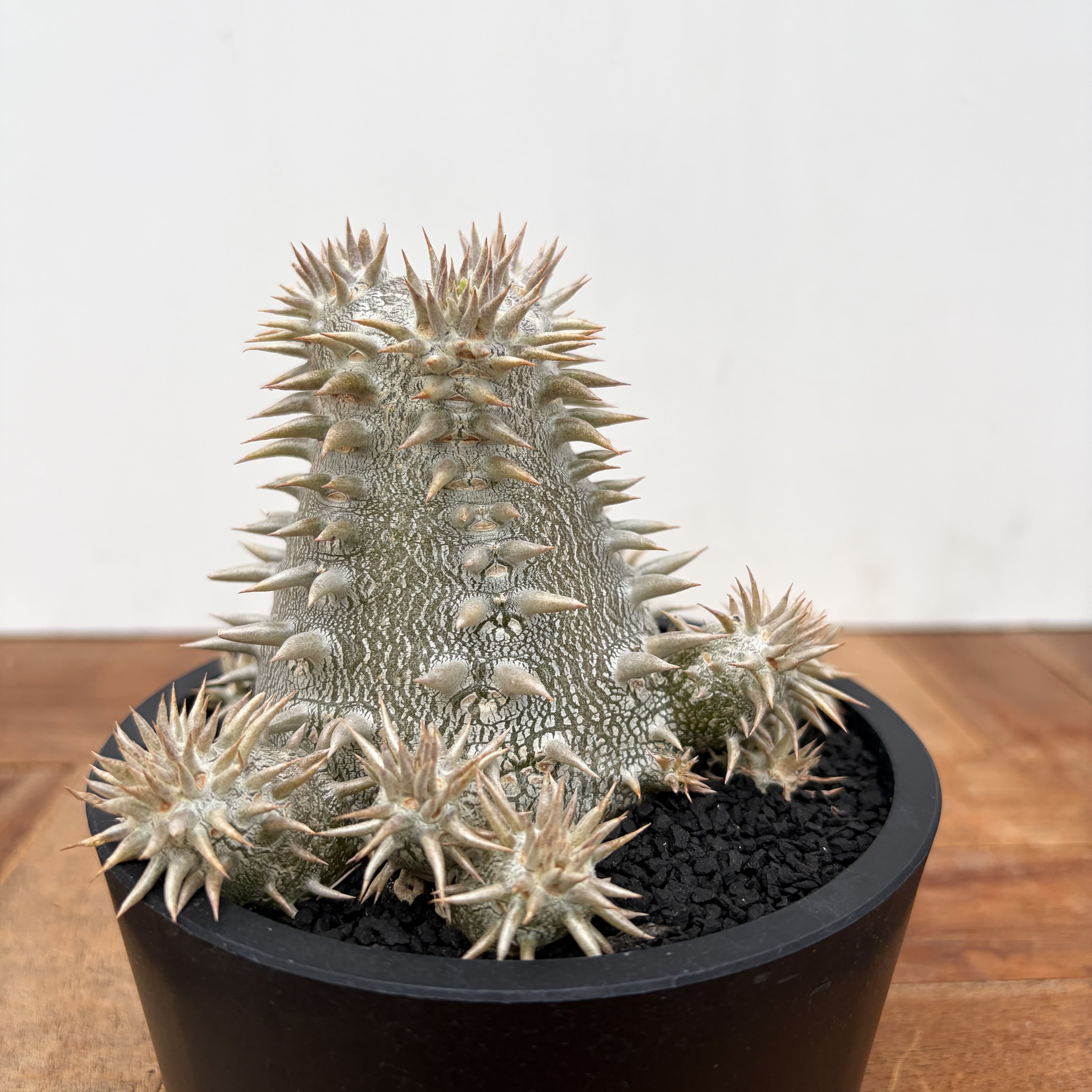 D20 実生 パキポディウム ラメリー Pachypodium lamerei 5株同梱【同梱
