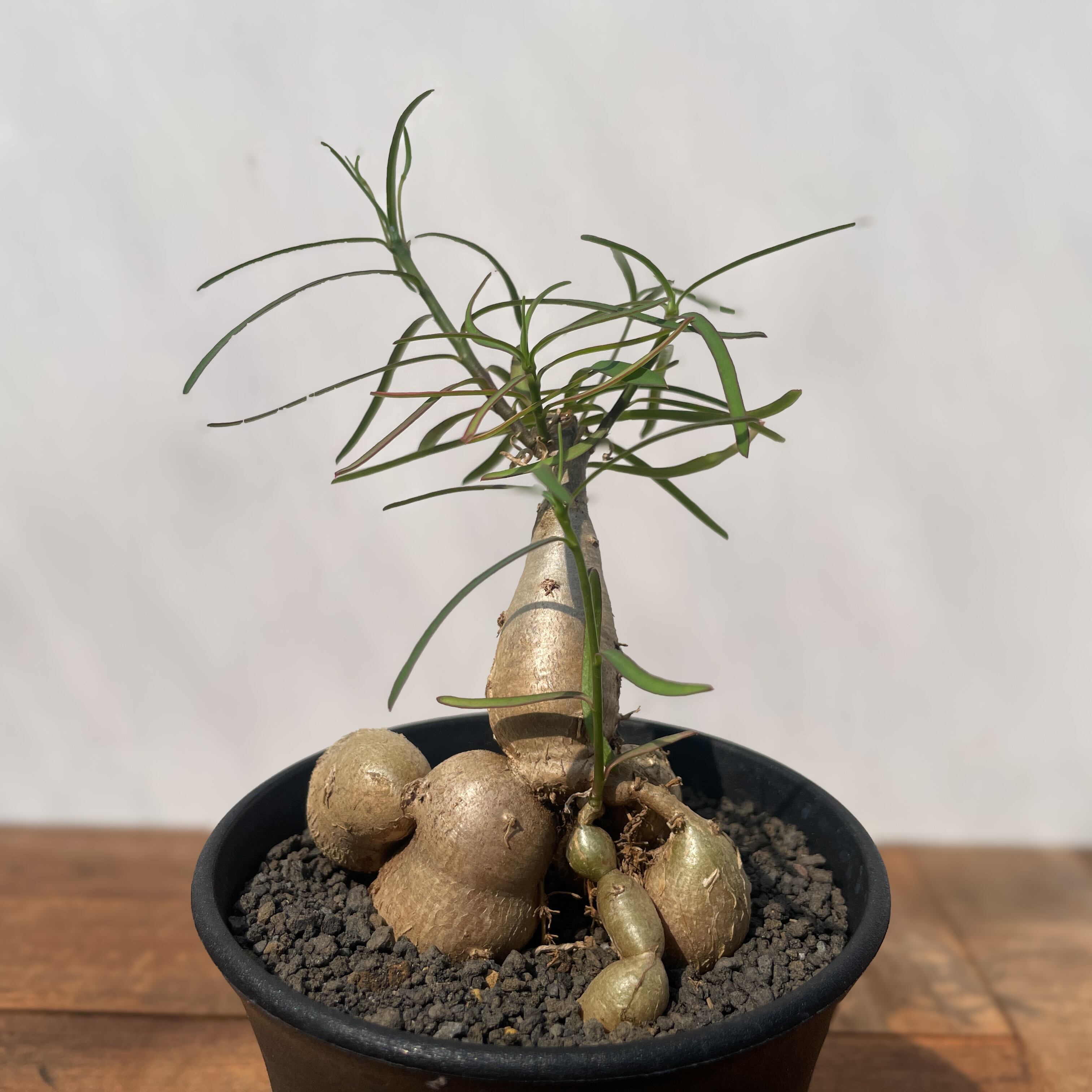 Euphorbia hedyotoides【ユーフォルビア・ヘディオトイデス】 | RIMO'S