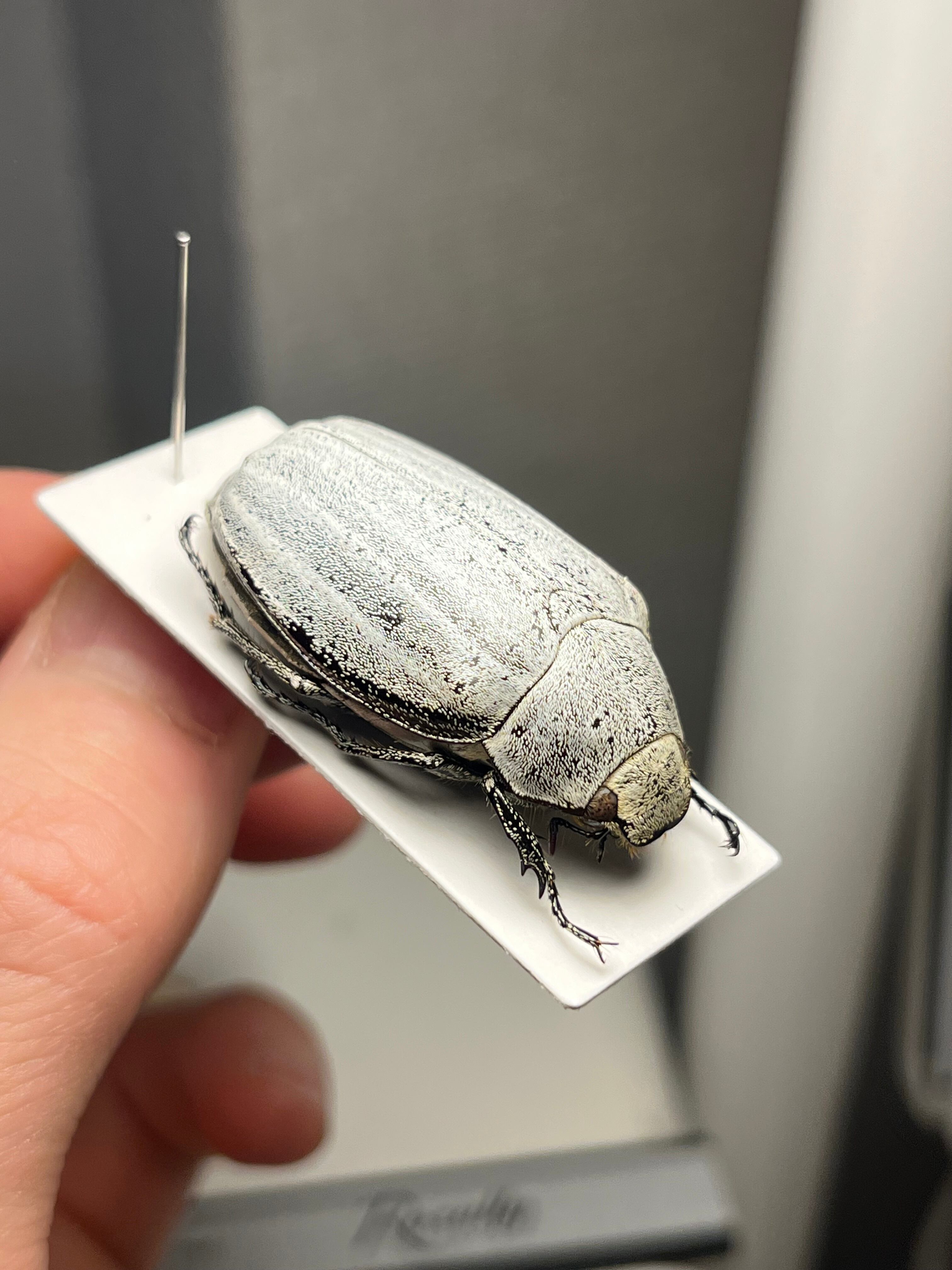 38mm】マッシロコガネ Cyphochilus 地球上で最も白い生物 プラチナ