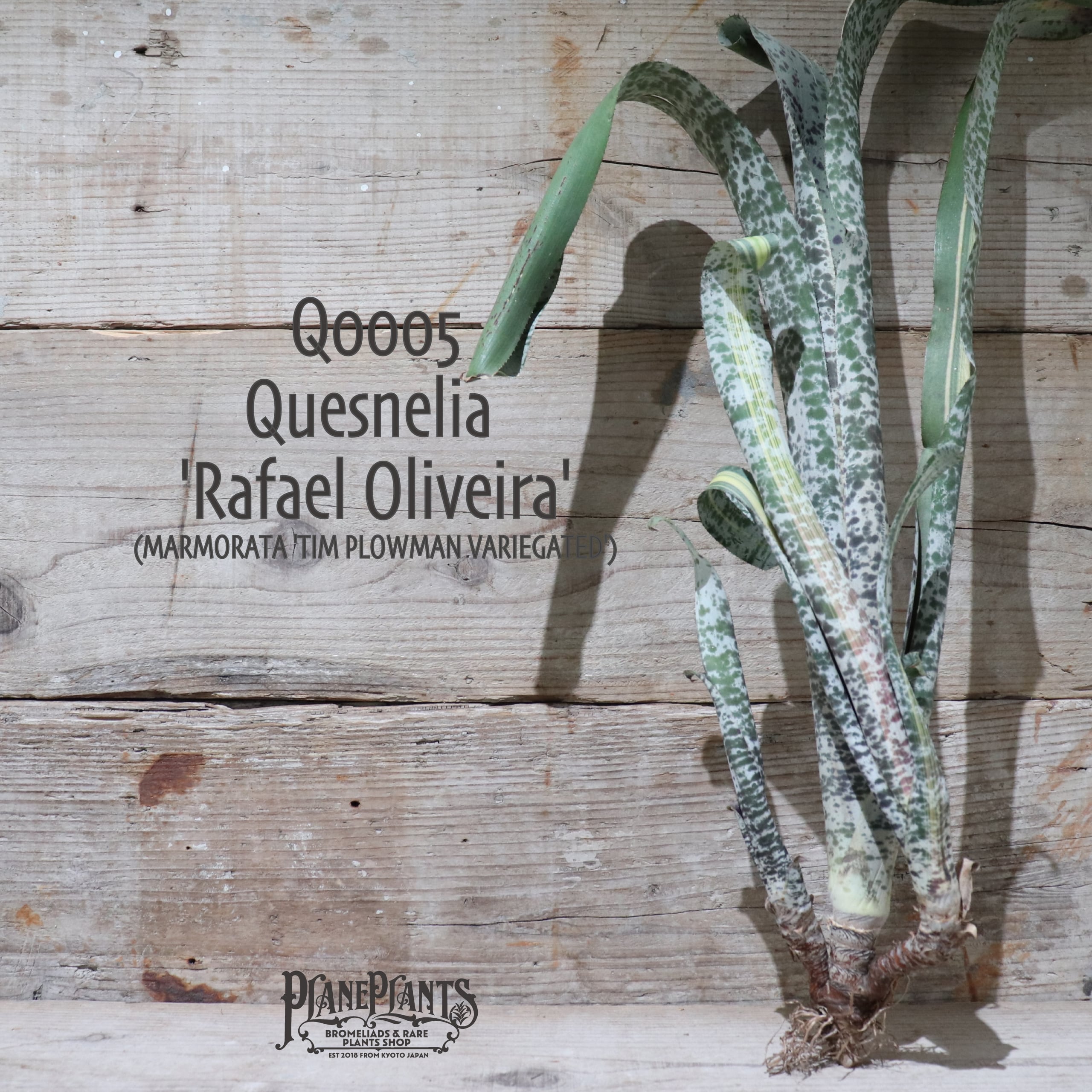 送料無料】Quesnelia 'Rafael Oliveira'《ベアルート株》〔ケスネリア