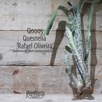 【送料無料】Quesnelia 'Rafael Oliveira'《ベアルート株》〔ケスネリア〕現品発送Q0005