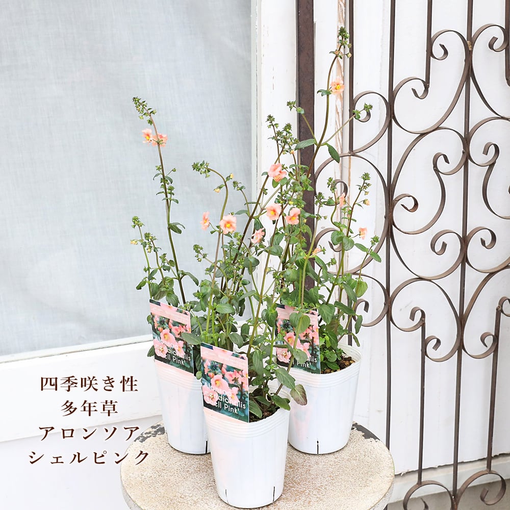 花苗 アロンソア シェルピンク 3号 多年草 サーモン 四季咲き おしゃれ