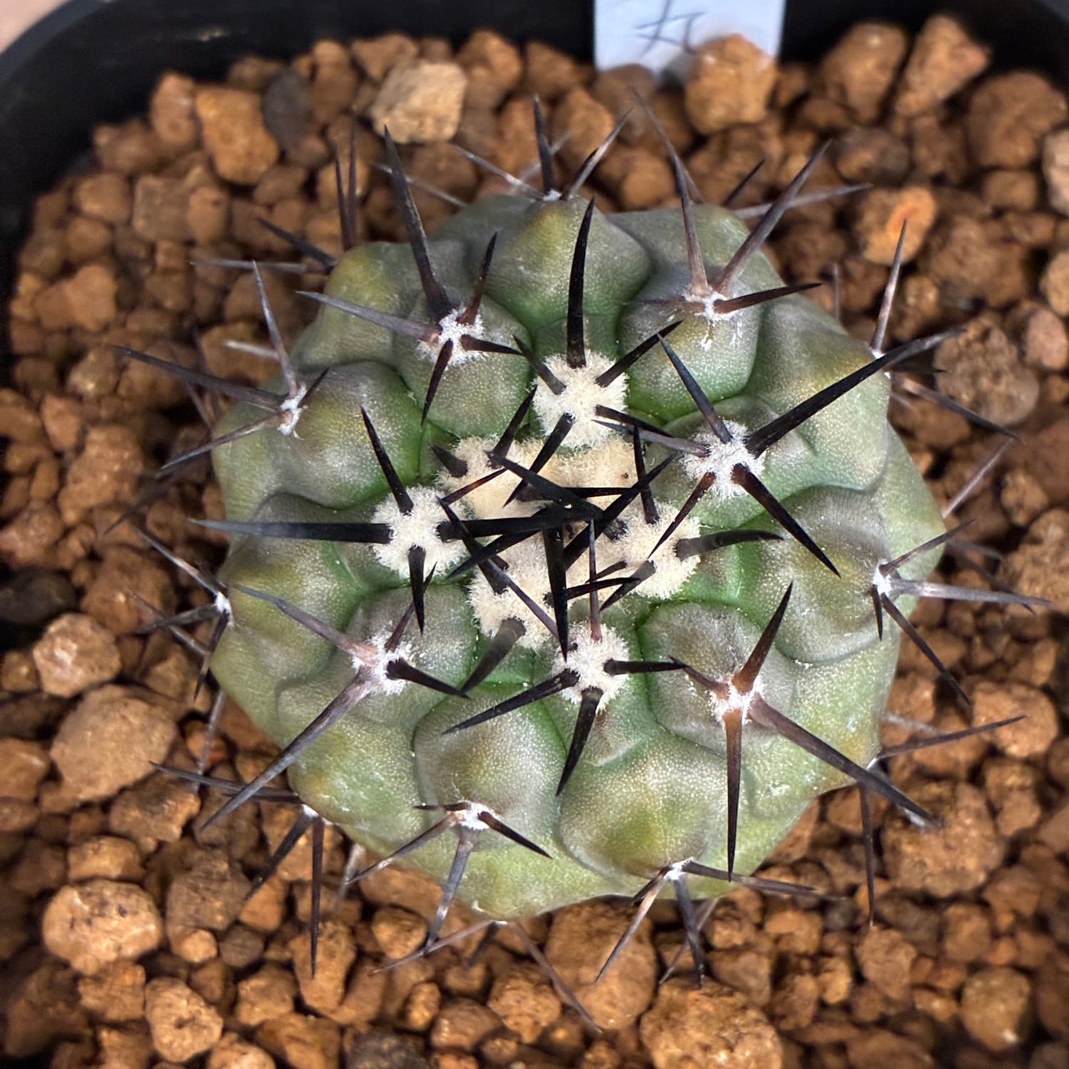 Copiapoa】サボテン コピアポア 黒王丸実生【755】 | PROTOLEAF プロト