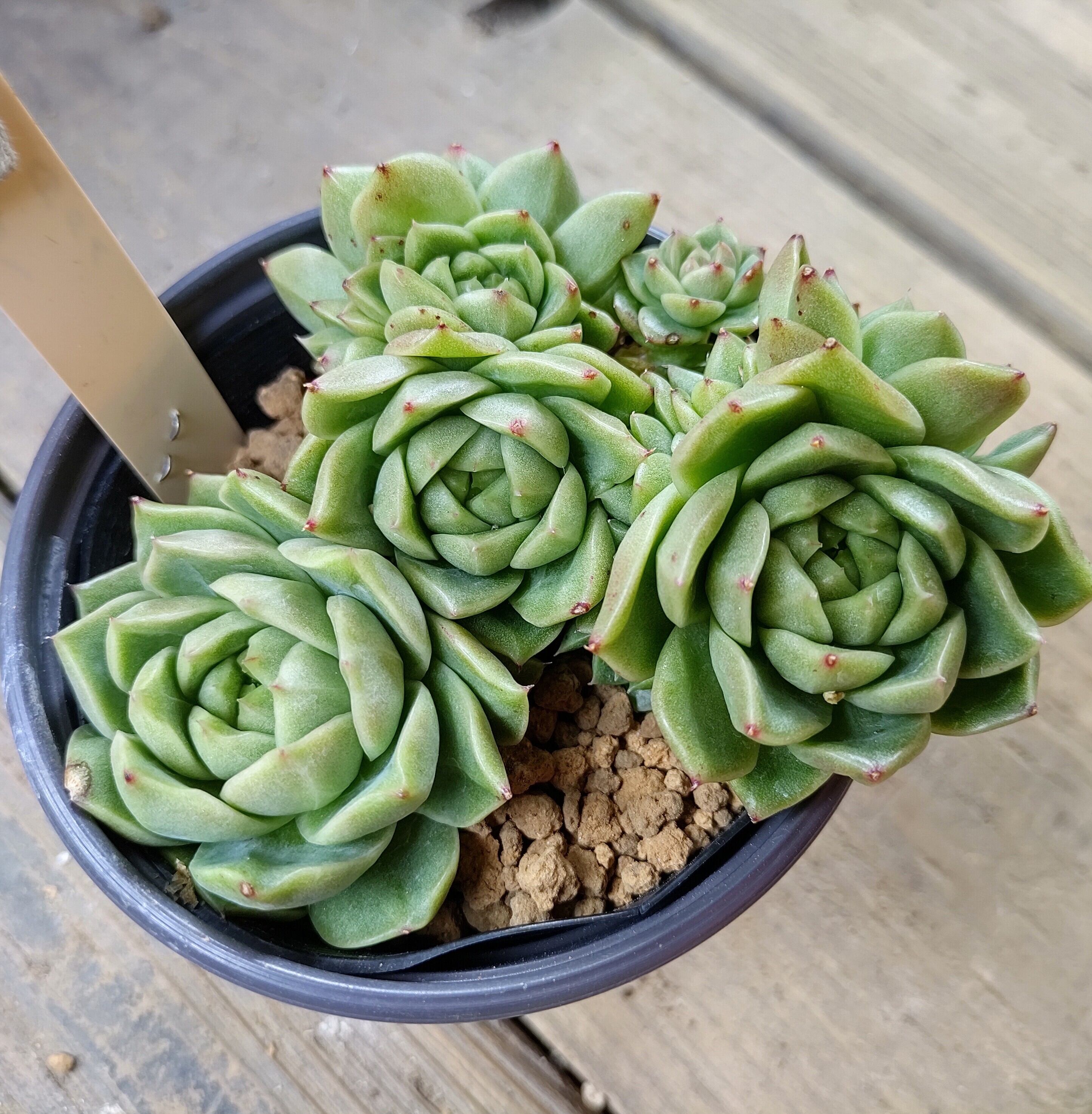 群生 | RuPo 多肉植物専門店