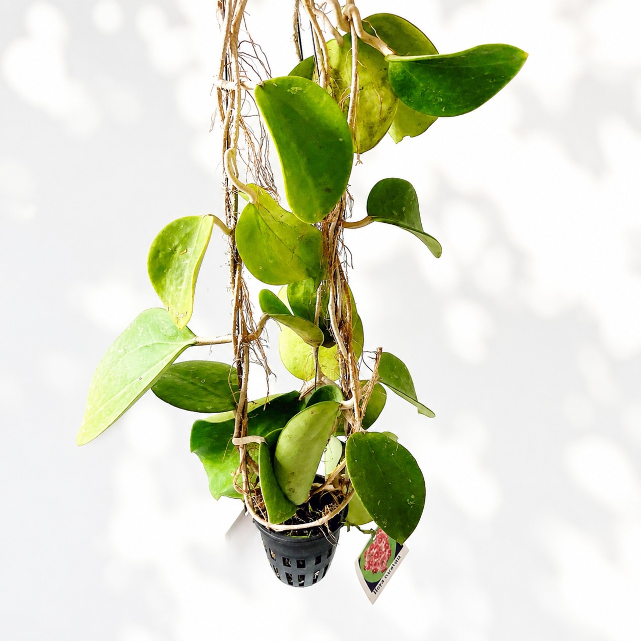希少ホヤコレクション｜Hoya excavata（ホヤ・エクスカバータ）太陽園芸 × calm cafe