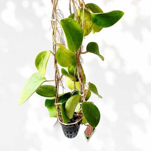 希少ホヤコレクション｜Hoya excavata（ホヤ・エクスカバータ）太陽園芸 × calm cafe