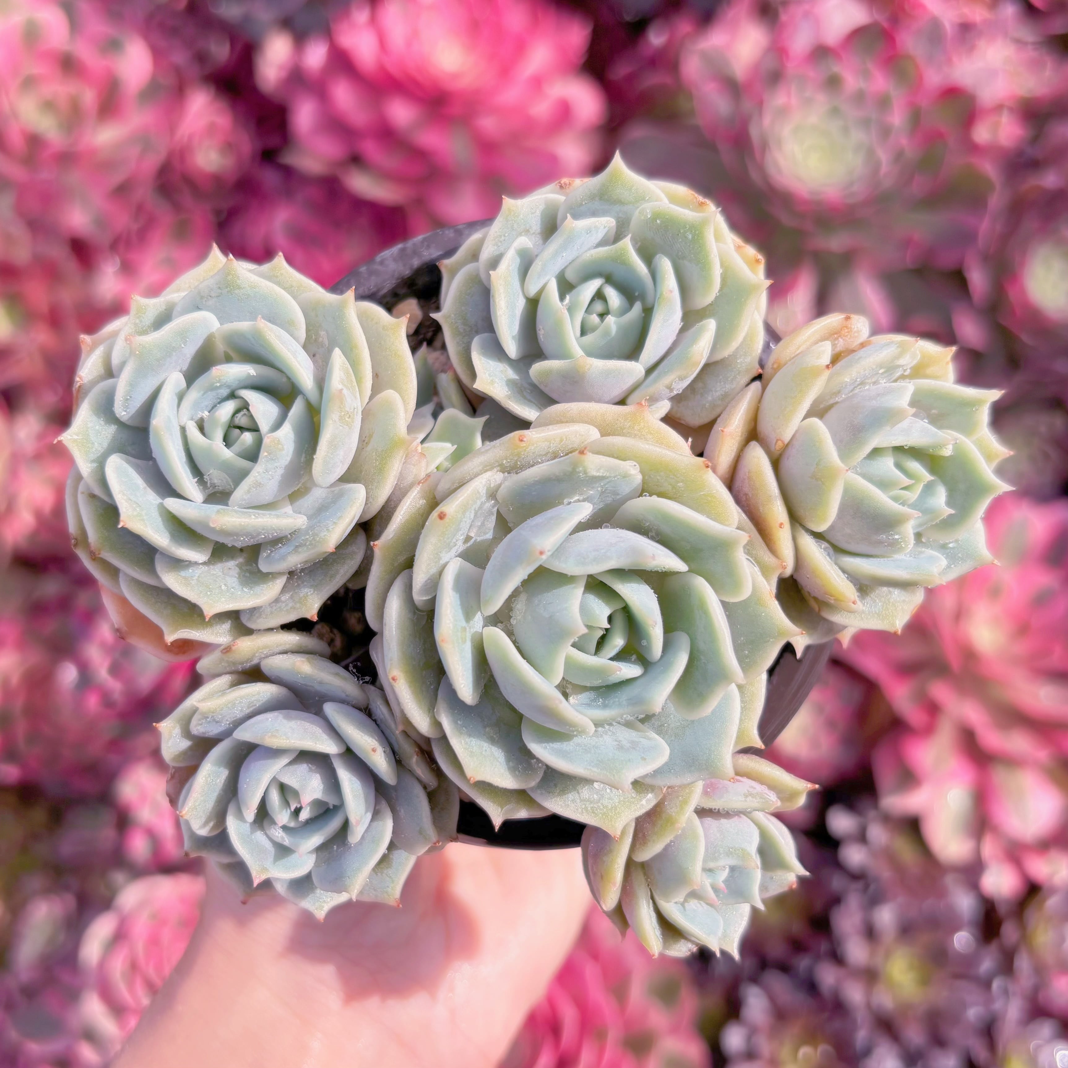 現品　ローラ#K469　るる農園