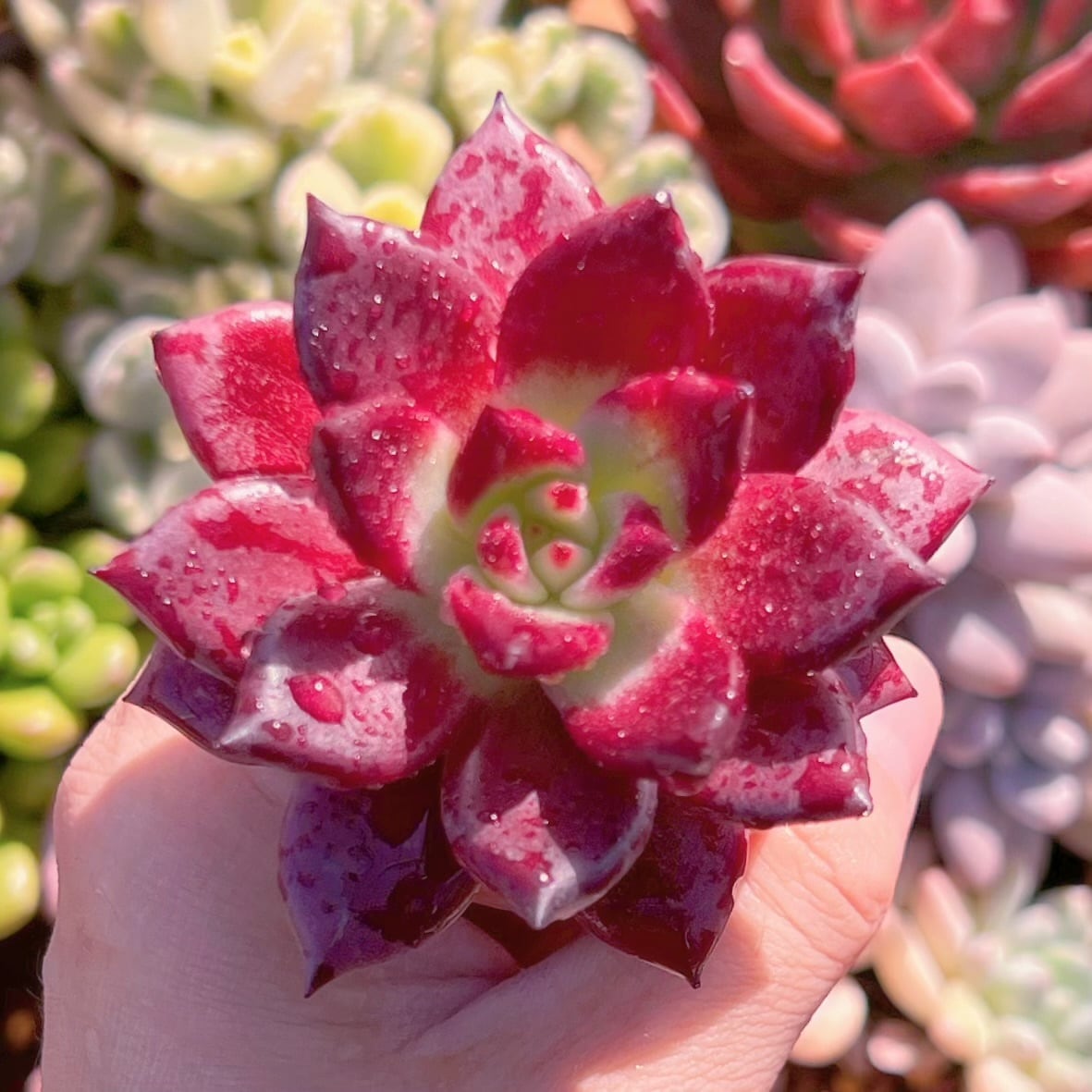 多肉植物 レッドプラム 新入荷 るる農園 | るる農園~多肉植物専門