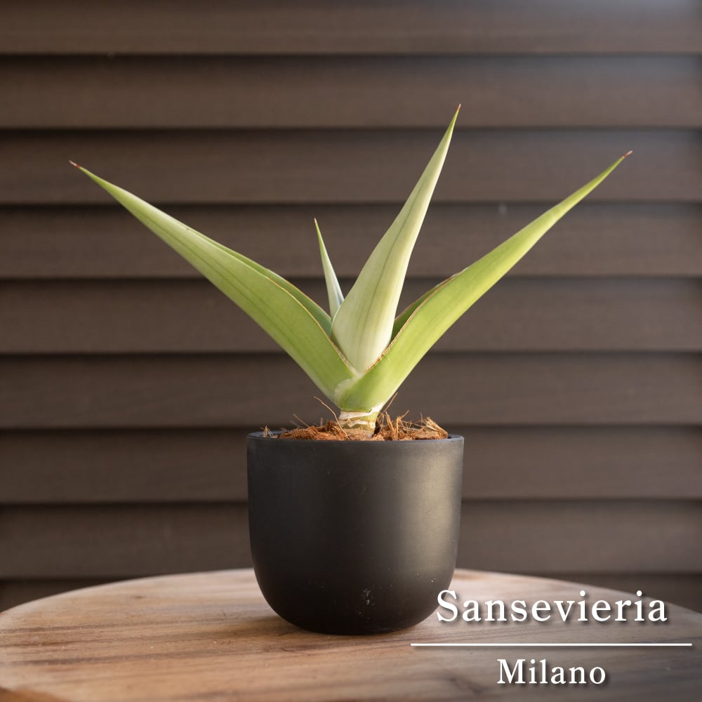 サンセベリア ミラノ Sansevieria Milano 3号鉢 観葉植物 サンスベリア 1008BK