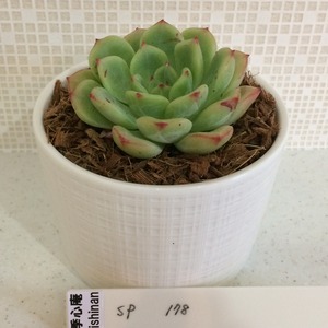 季心庵(kishinan) 多肉植物 エケベリア SP Echeveria SP 韓国苗 きしんあん 178