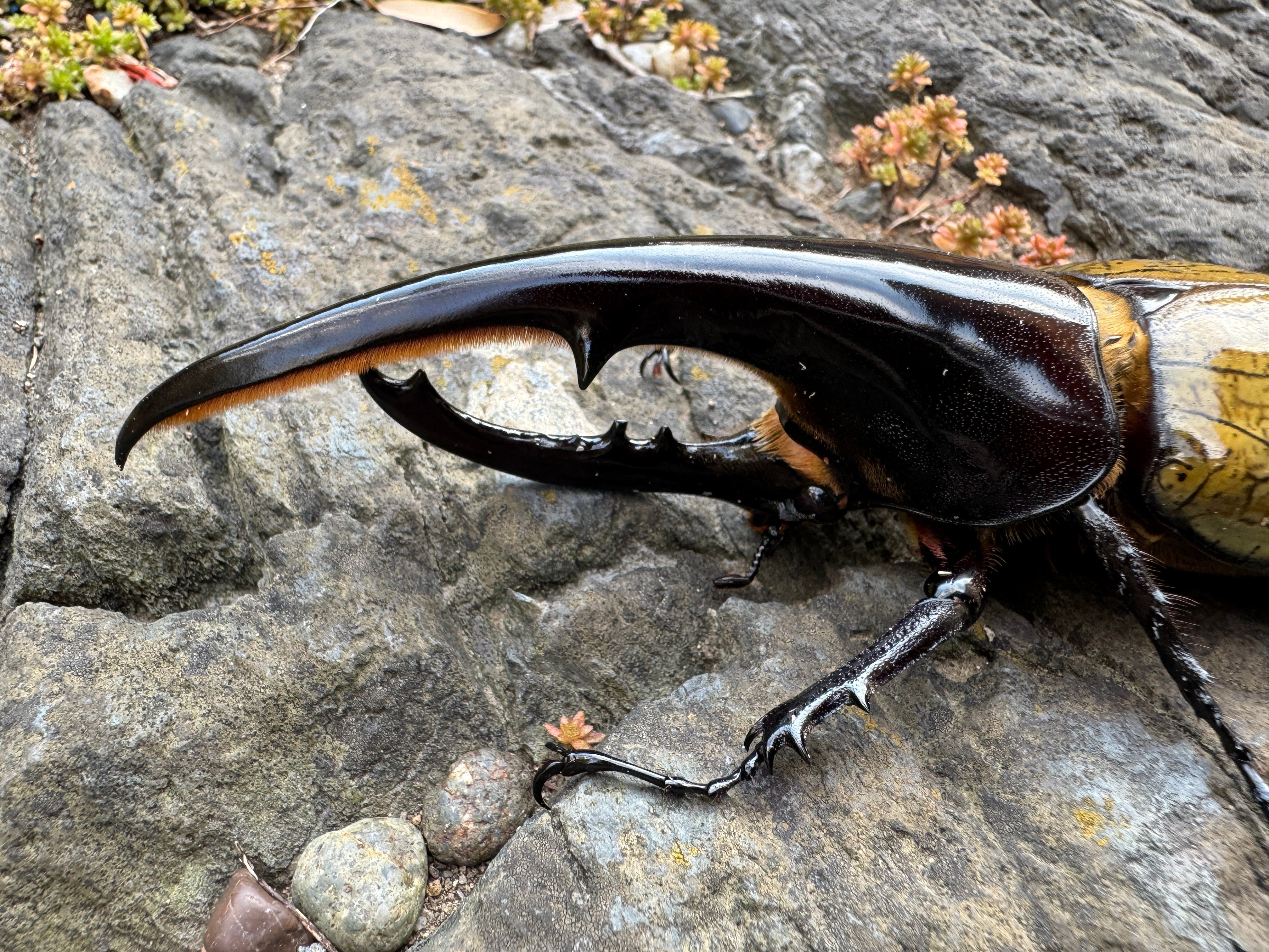 ◇ DH・ヘラクレス 1ペア（♂159ミリ・♀70ミリ）