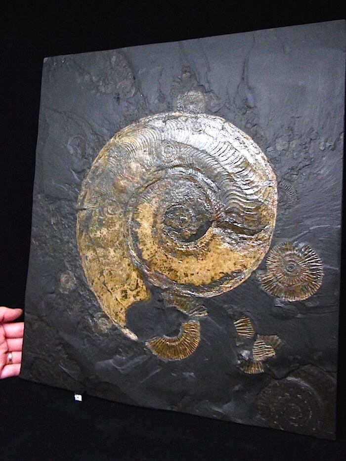 新品1億8000万年のアンモナイト化石2点ドイツホルツマーデンハウフ化石