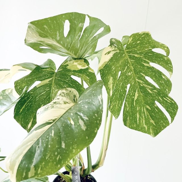 希少 斑入り モンステラ タイコンステレーション 2株植え 観葉植物 calm cafe